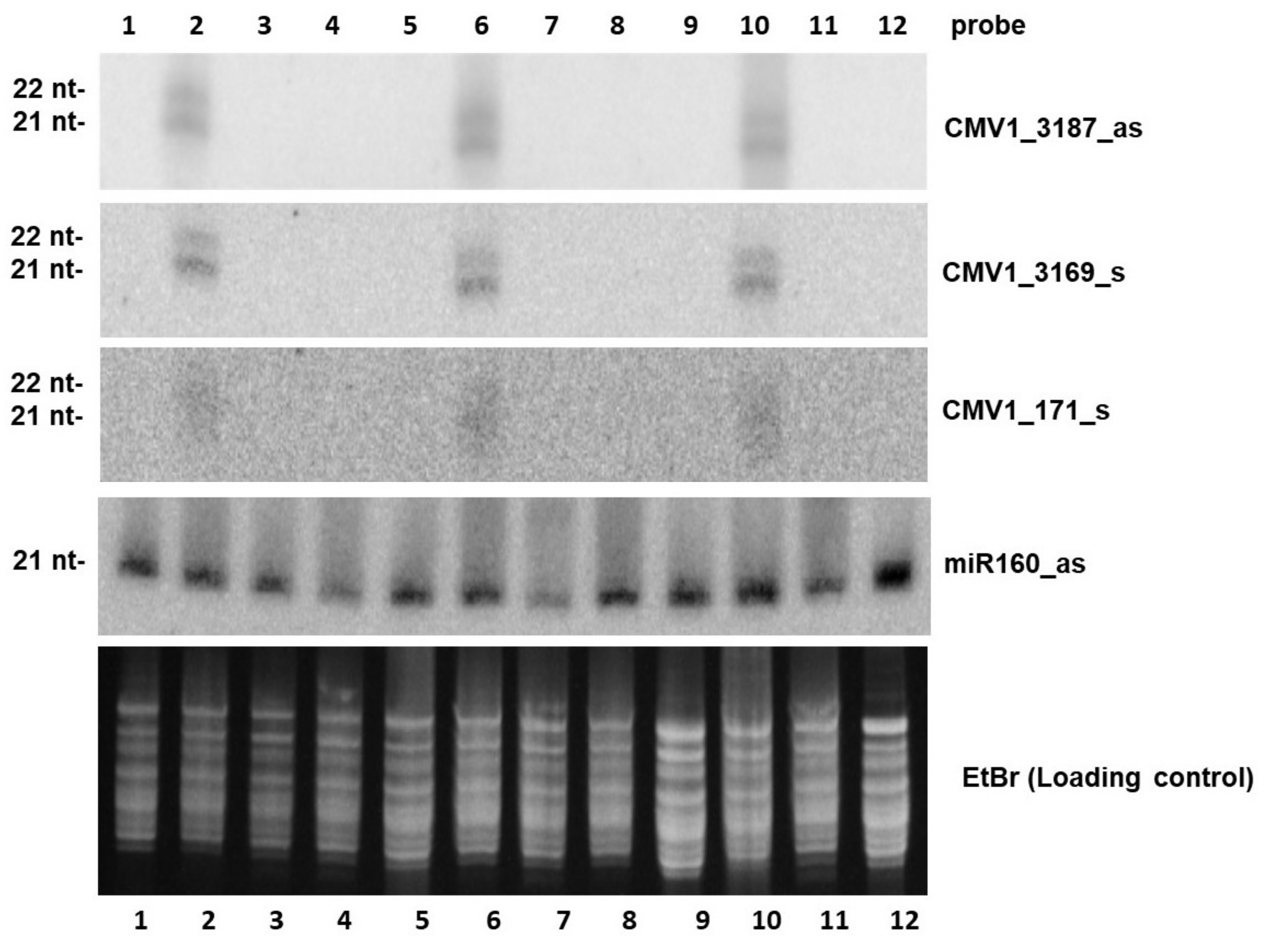 Plants Free Full Text Topical Application Of Double Stranded Rna Targeting 2b And Cp Genes Of Cucumber Mosaic Virus Protects Plants Against Local And Systemic Viral Infection Html