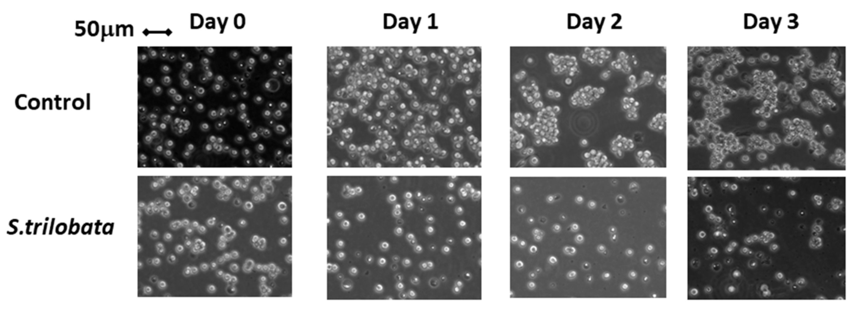 Plants 10 00980 g005 Plants 10 00980 g005