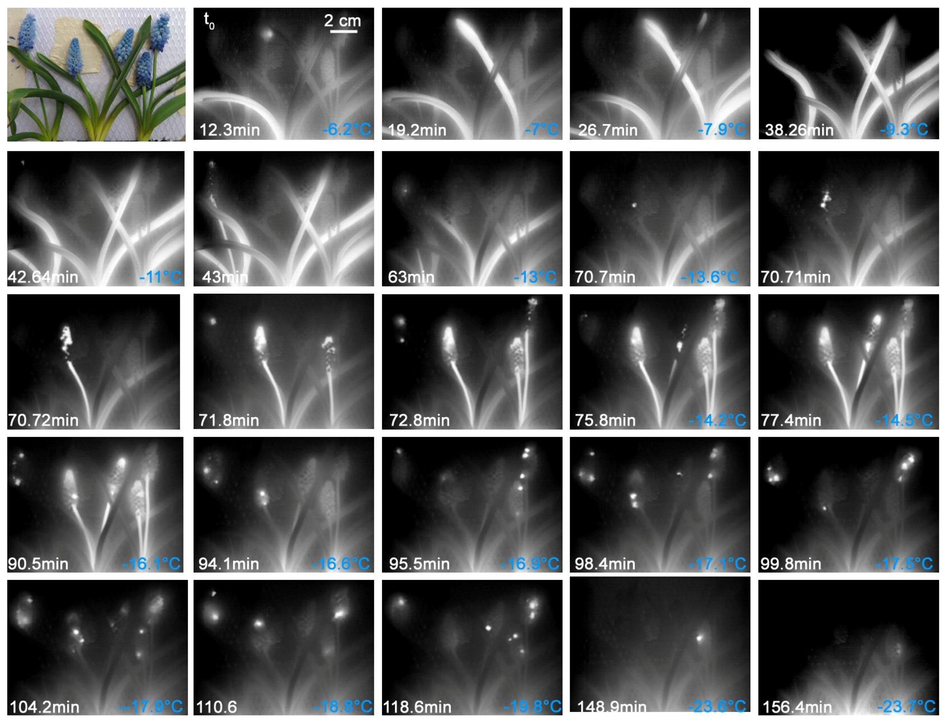 Plants 10 01031 g006 Plants 10 01031 g006