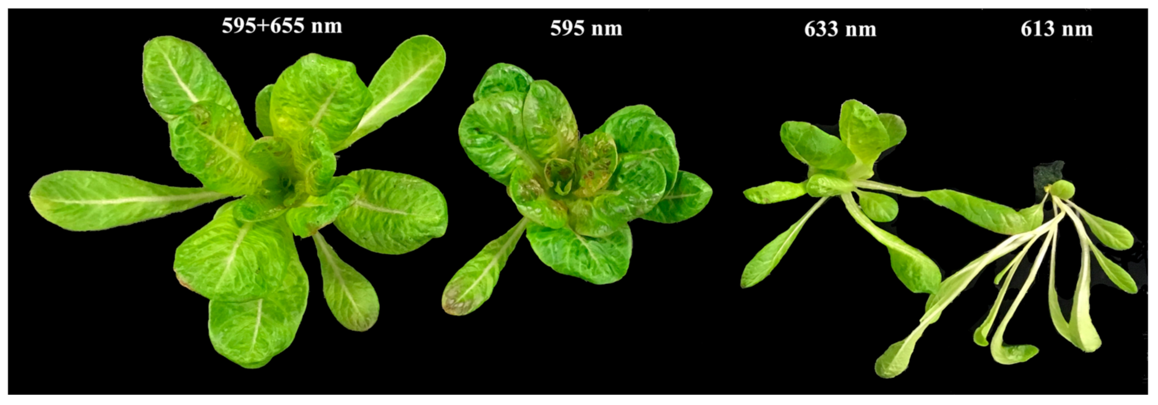 Plants 10 01075 g003 Plants 10 01075 g003