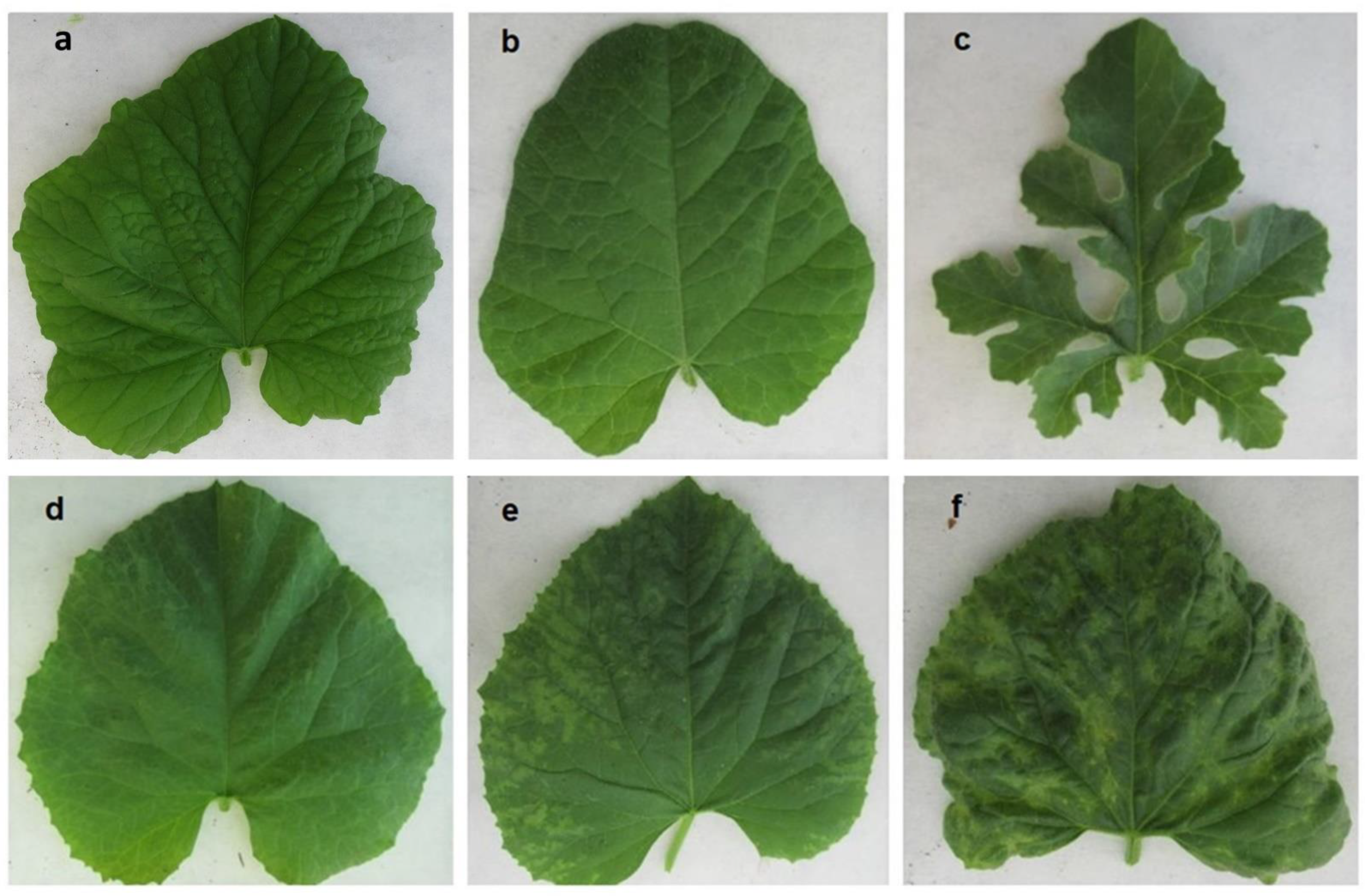 Plants 10 01077 g001 Plants 10 01077 g001