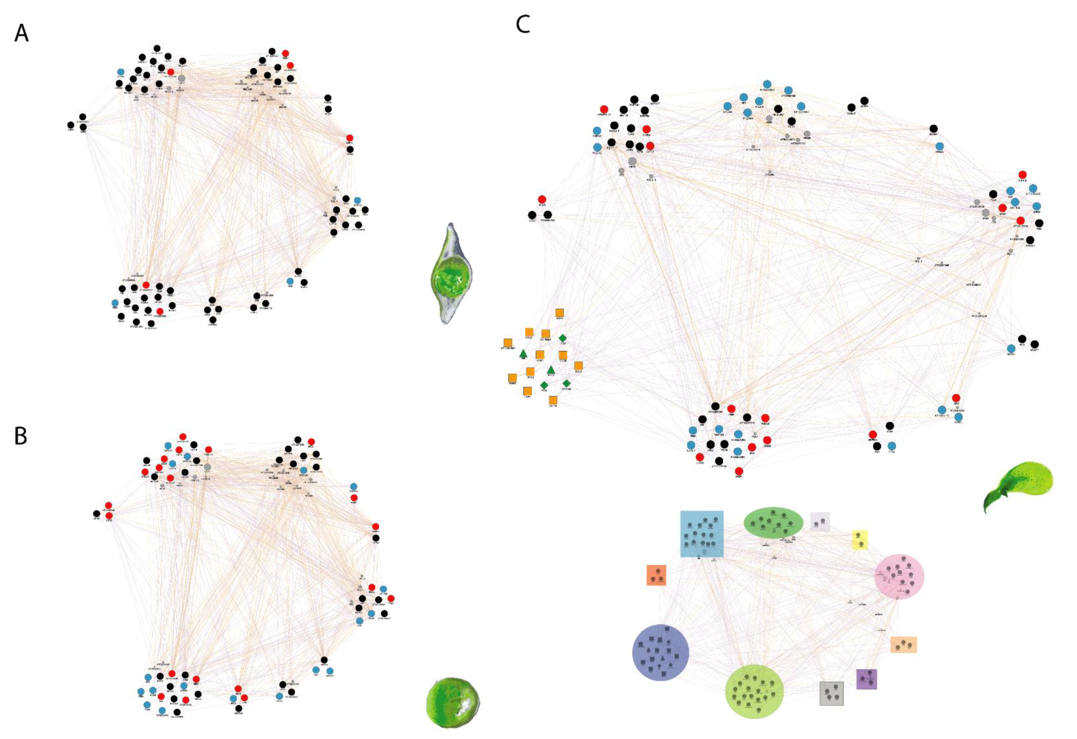 Plants 10 01084 g001