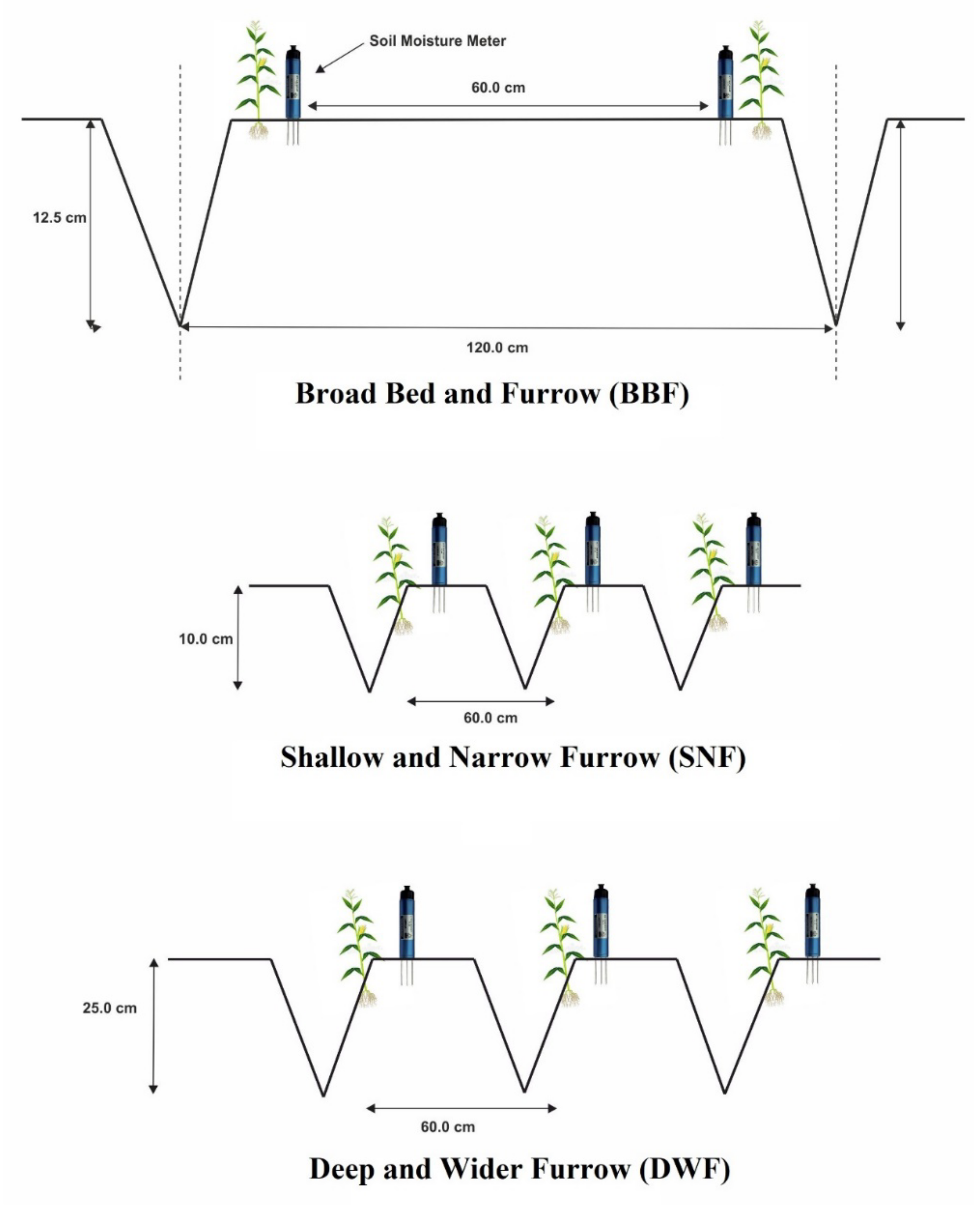 Plants 10 01094 g003 Plants 10 01094 g003