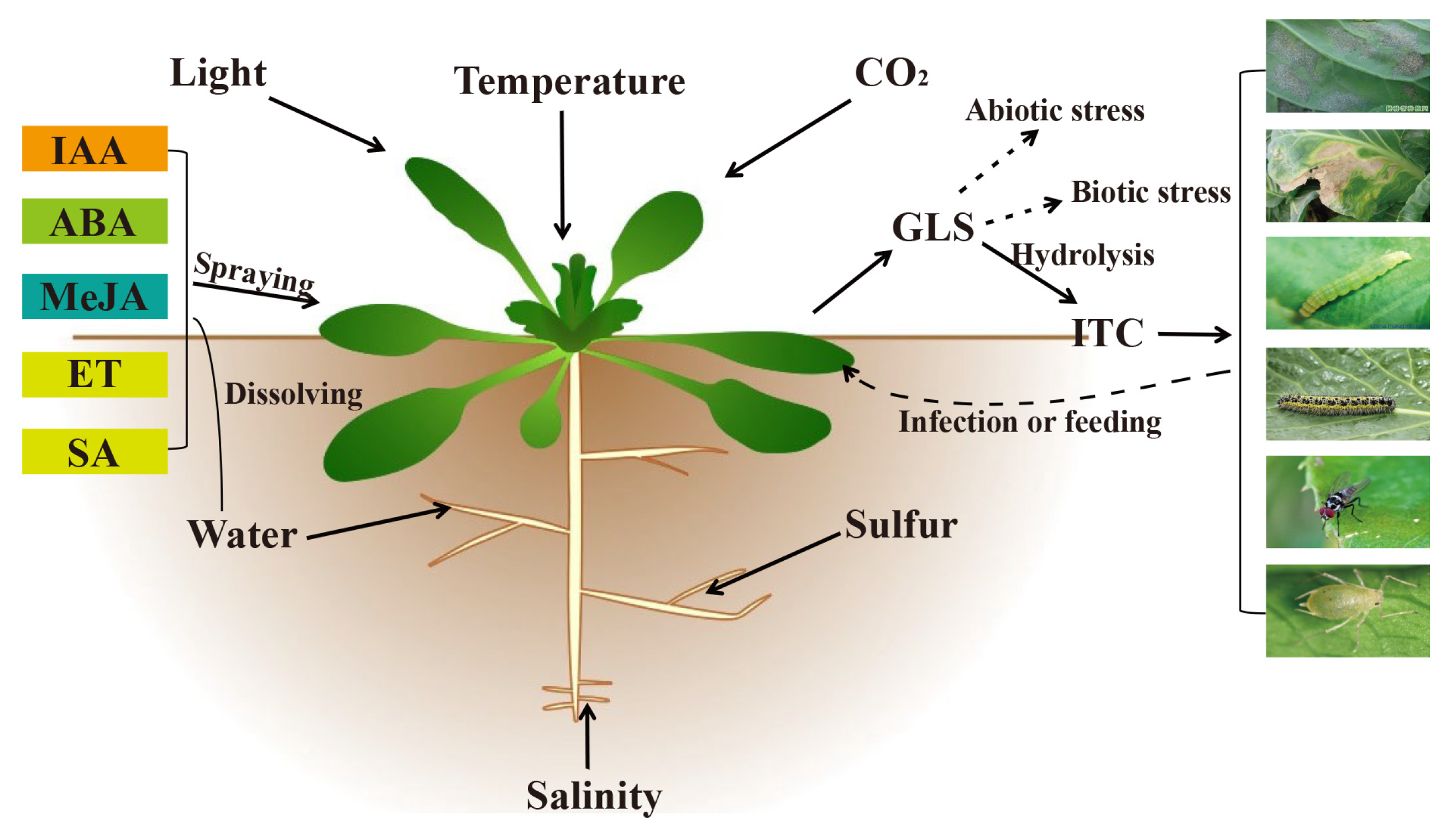 Plants 10 01097 g003