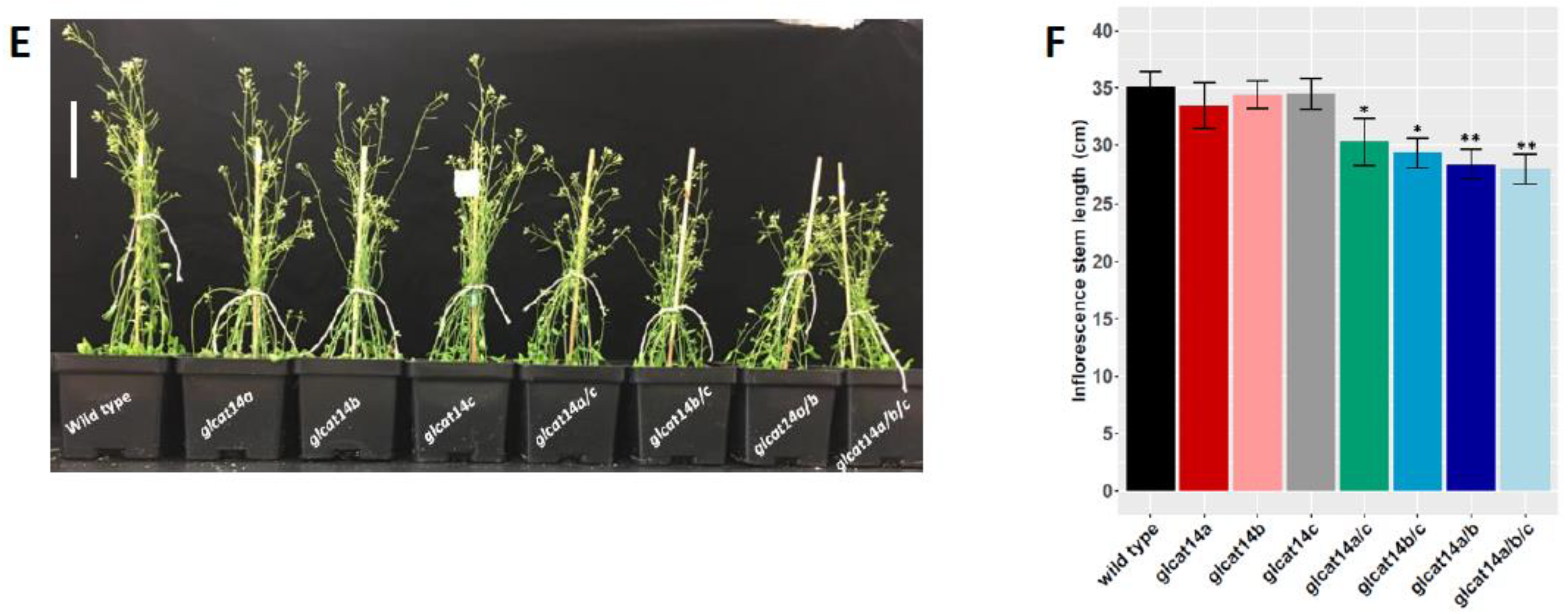 Plants 10 01172 g004b Plants 10 01172 g004b