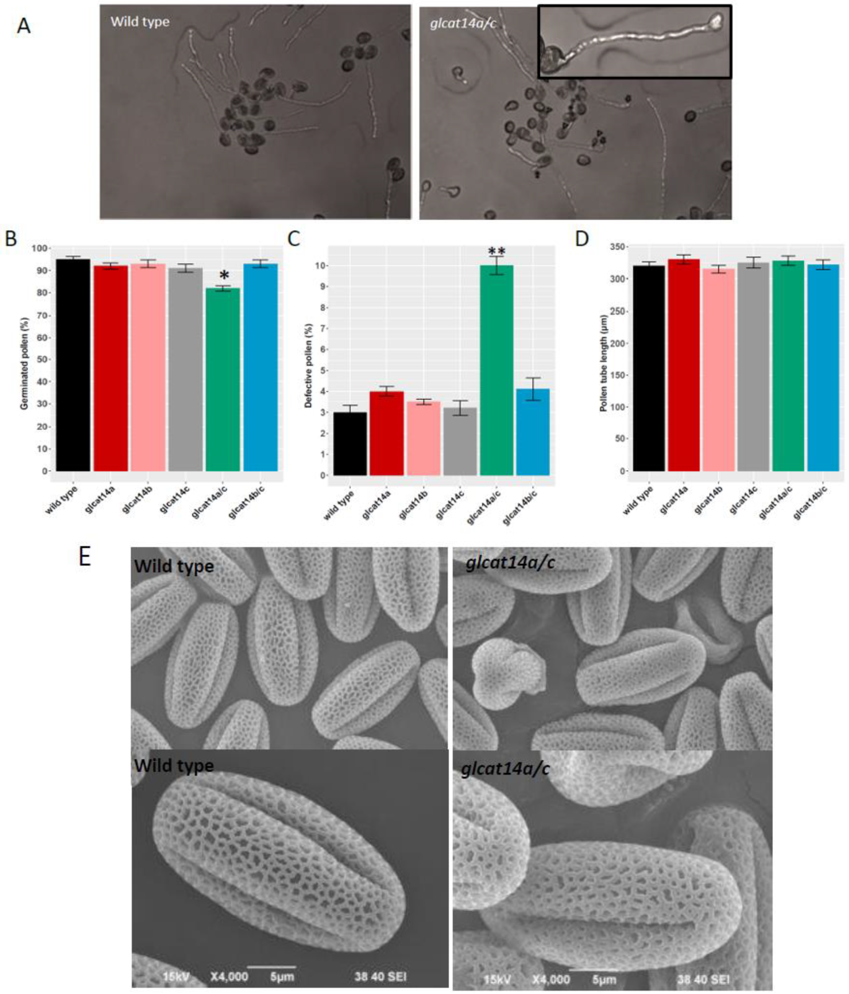 Plants 10 01172 g007 Plants 10 01172 g007
