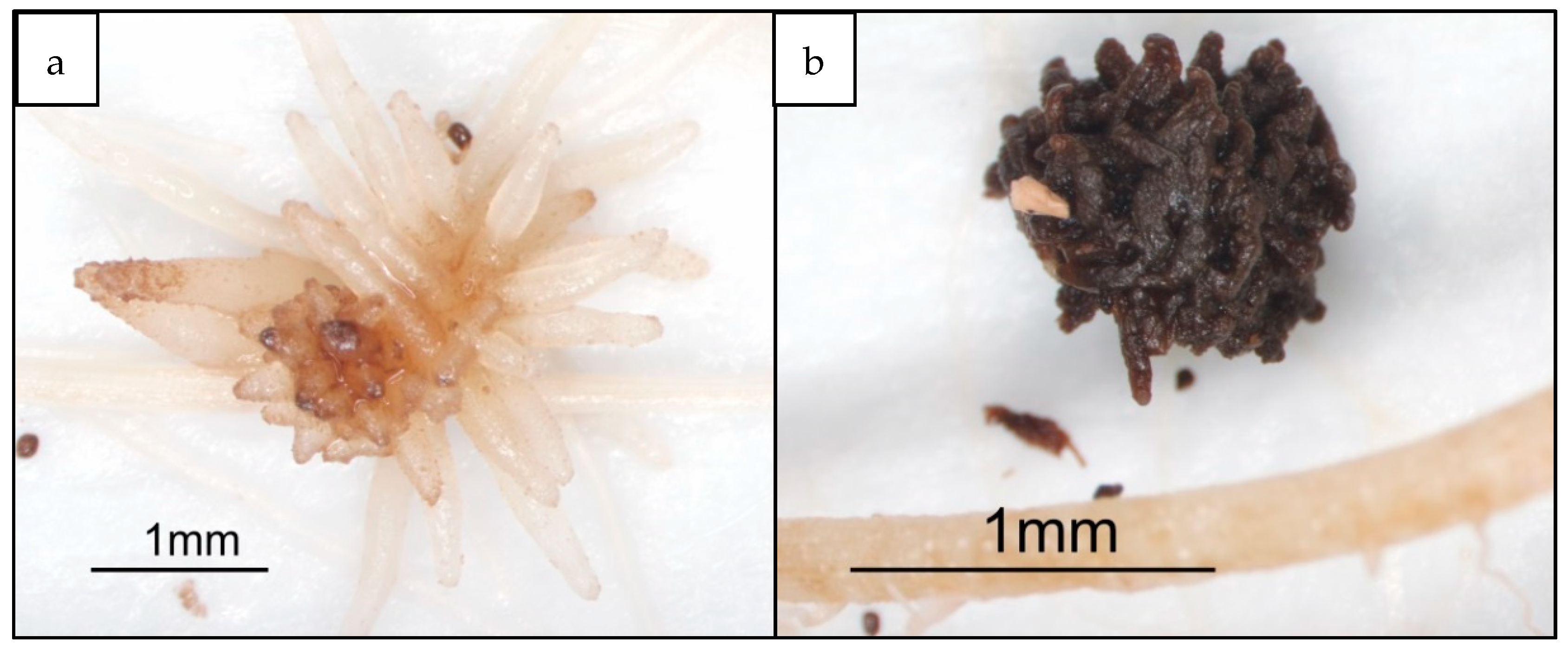 Plants 10 01182 g002 Plants 10 01182 g002