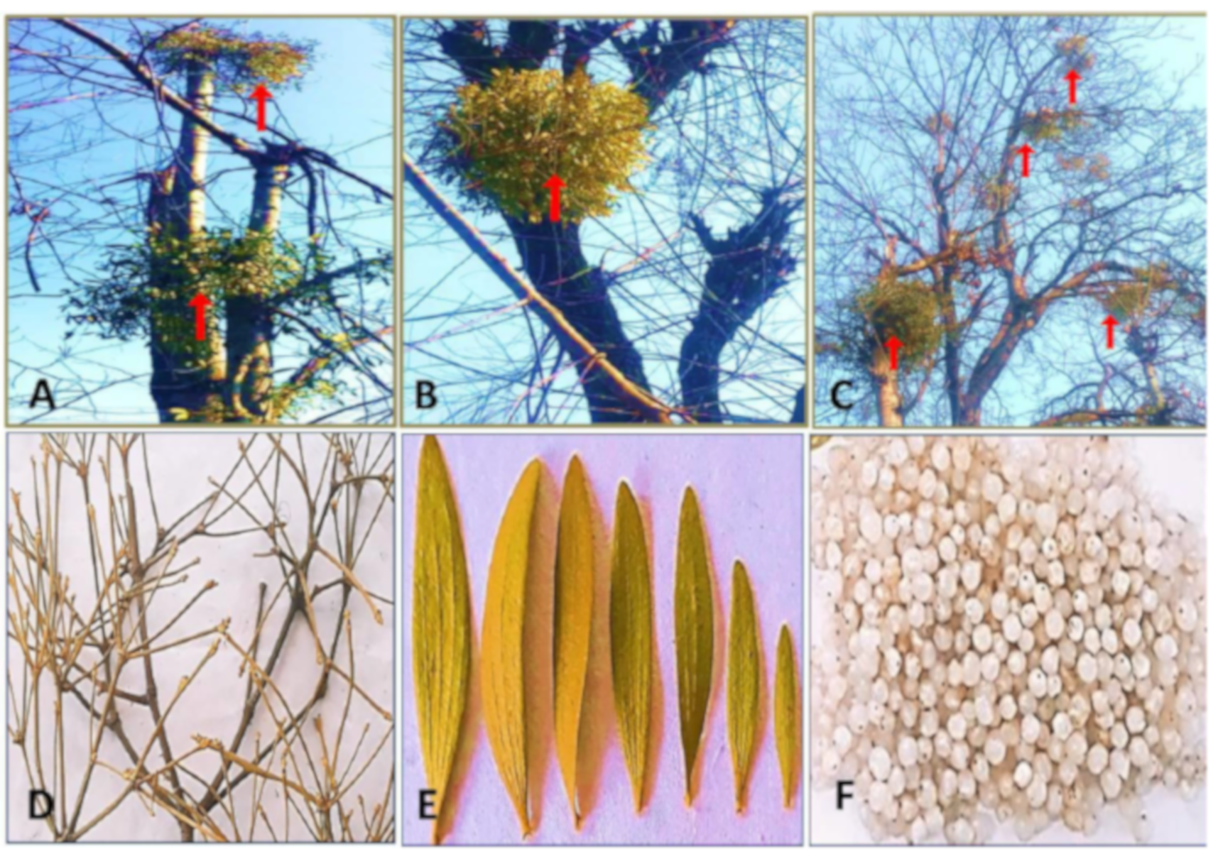 Plants 10 01191 g001