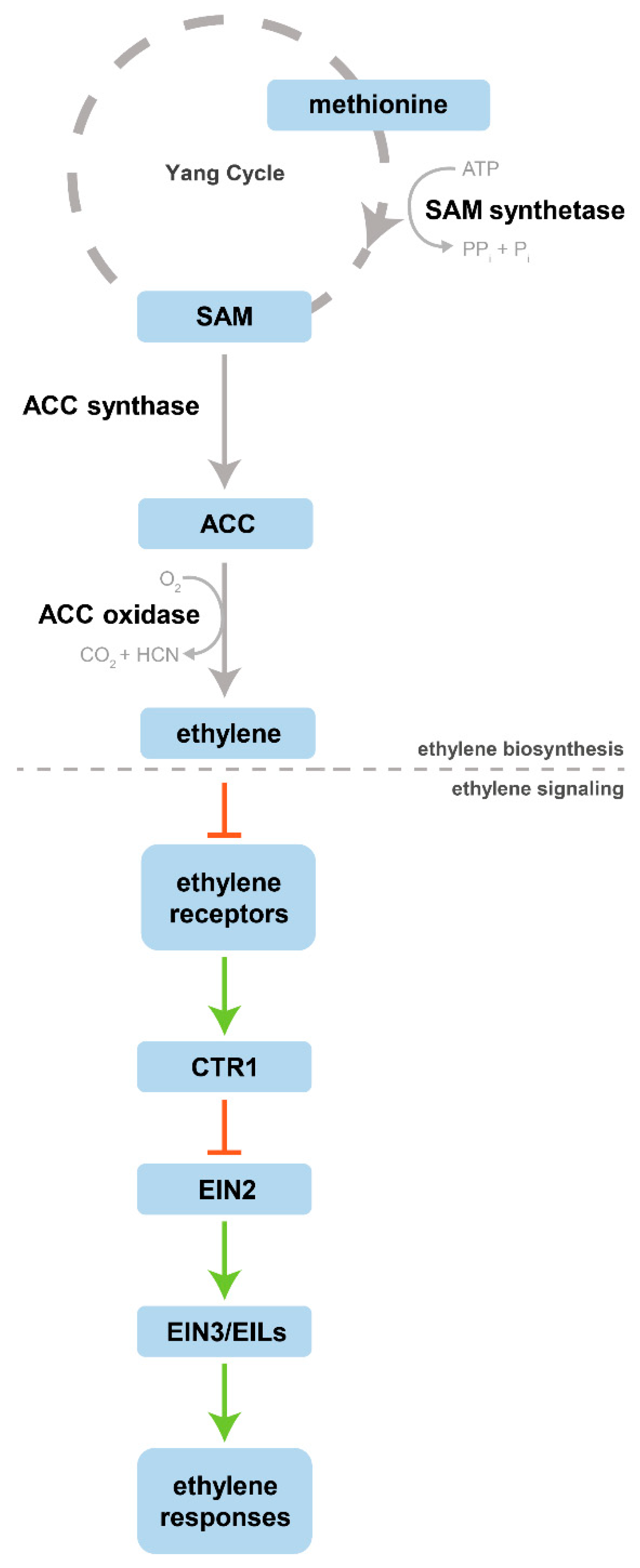 Plants Free Full Text Modulation Of Organogenesis And Somatic Embryogenesis By Ethylene An Overview Html