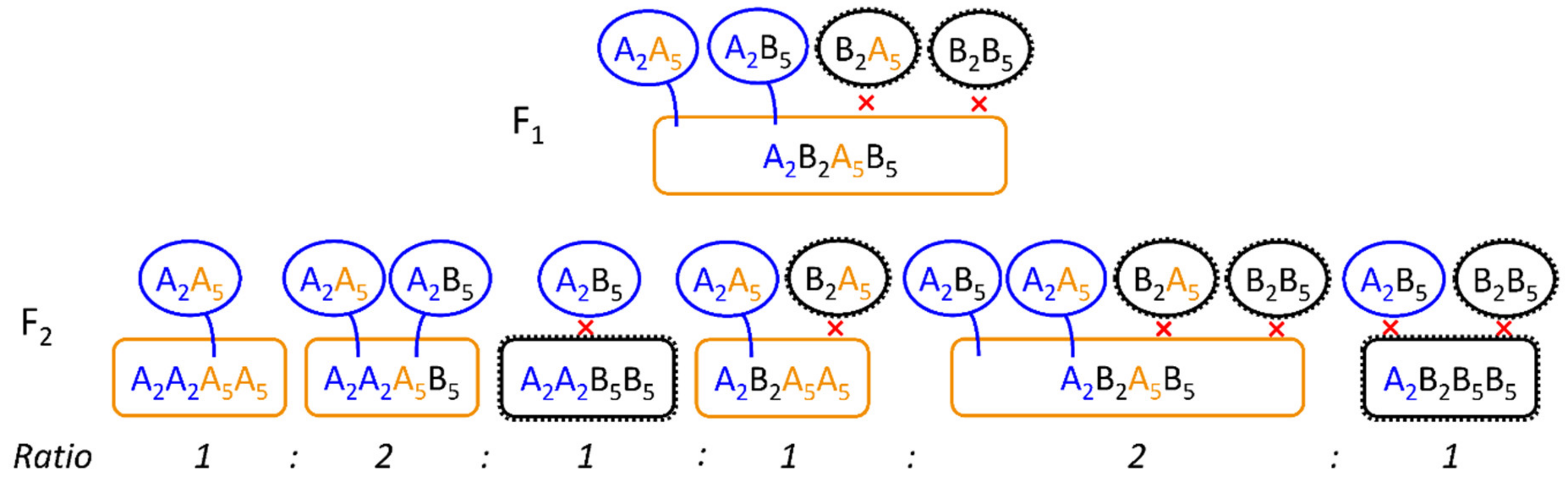 Plants 10 01210 g006 Plants 10 01210 g006