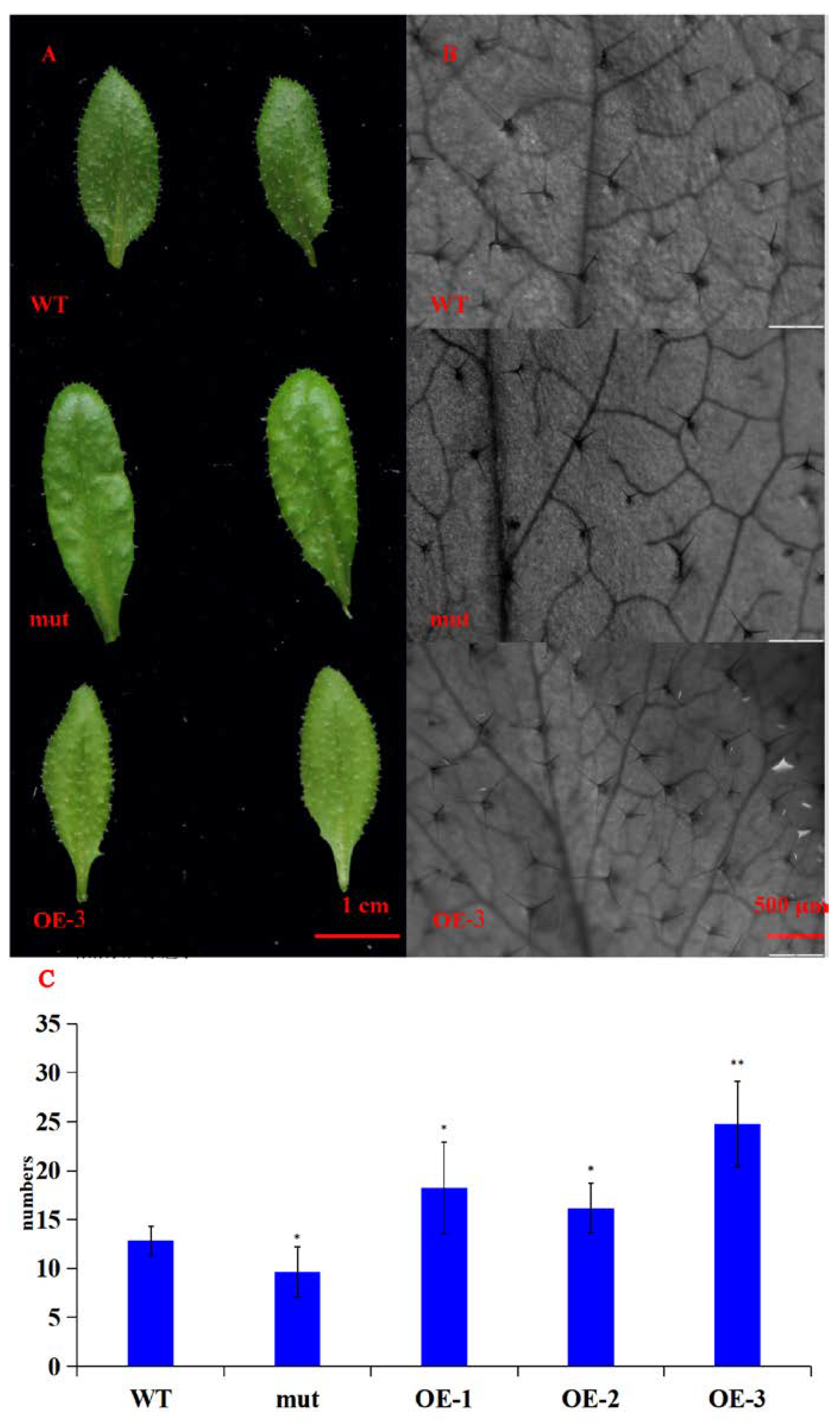 Plants 10 01235 g010 Plants 10 01235 g010