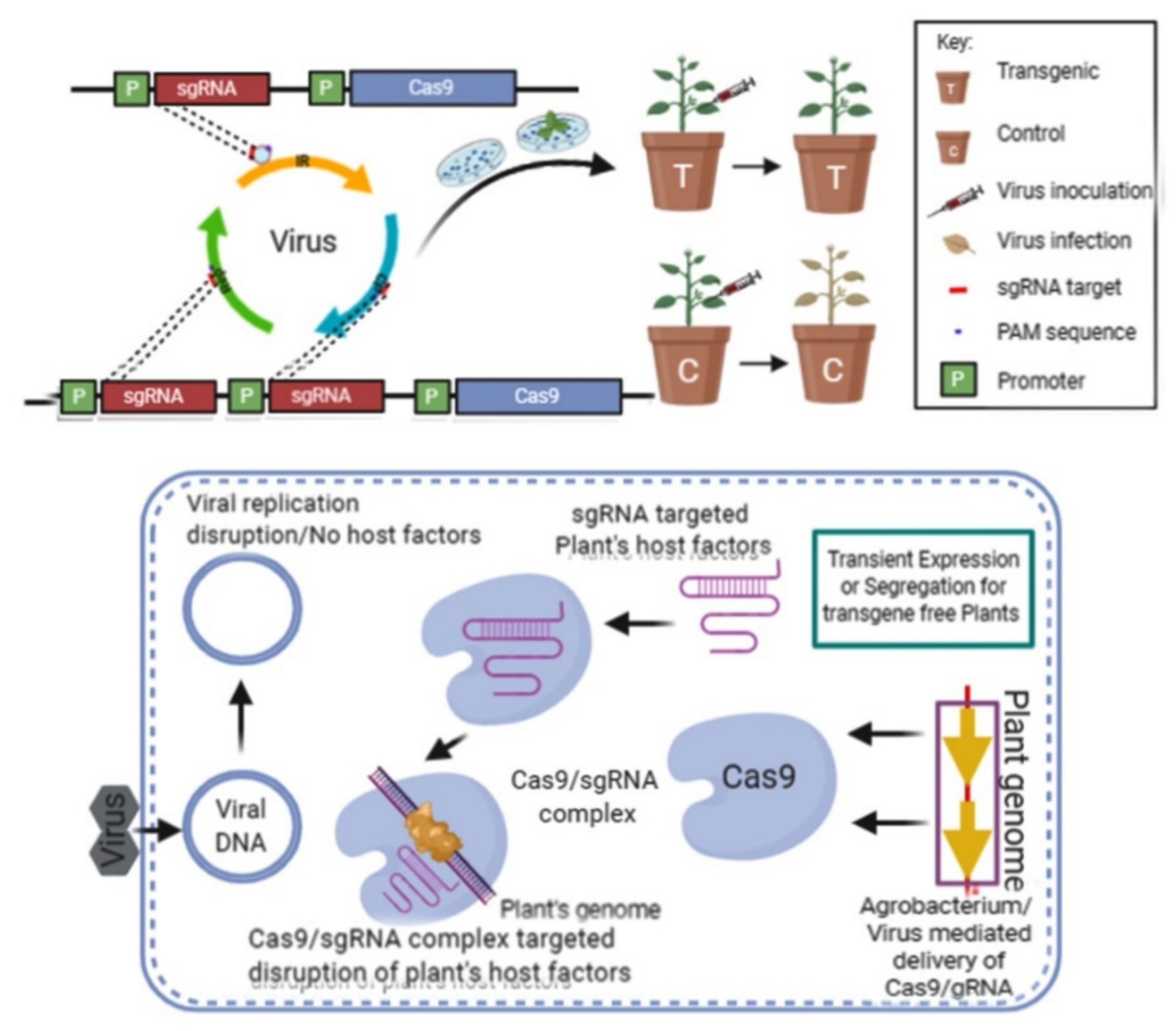 Plants 10 01264 g001