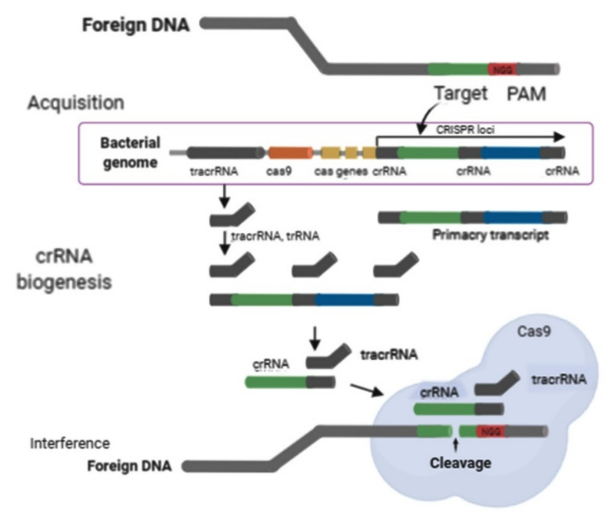 Plants 10 01264 g002