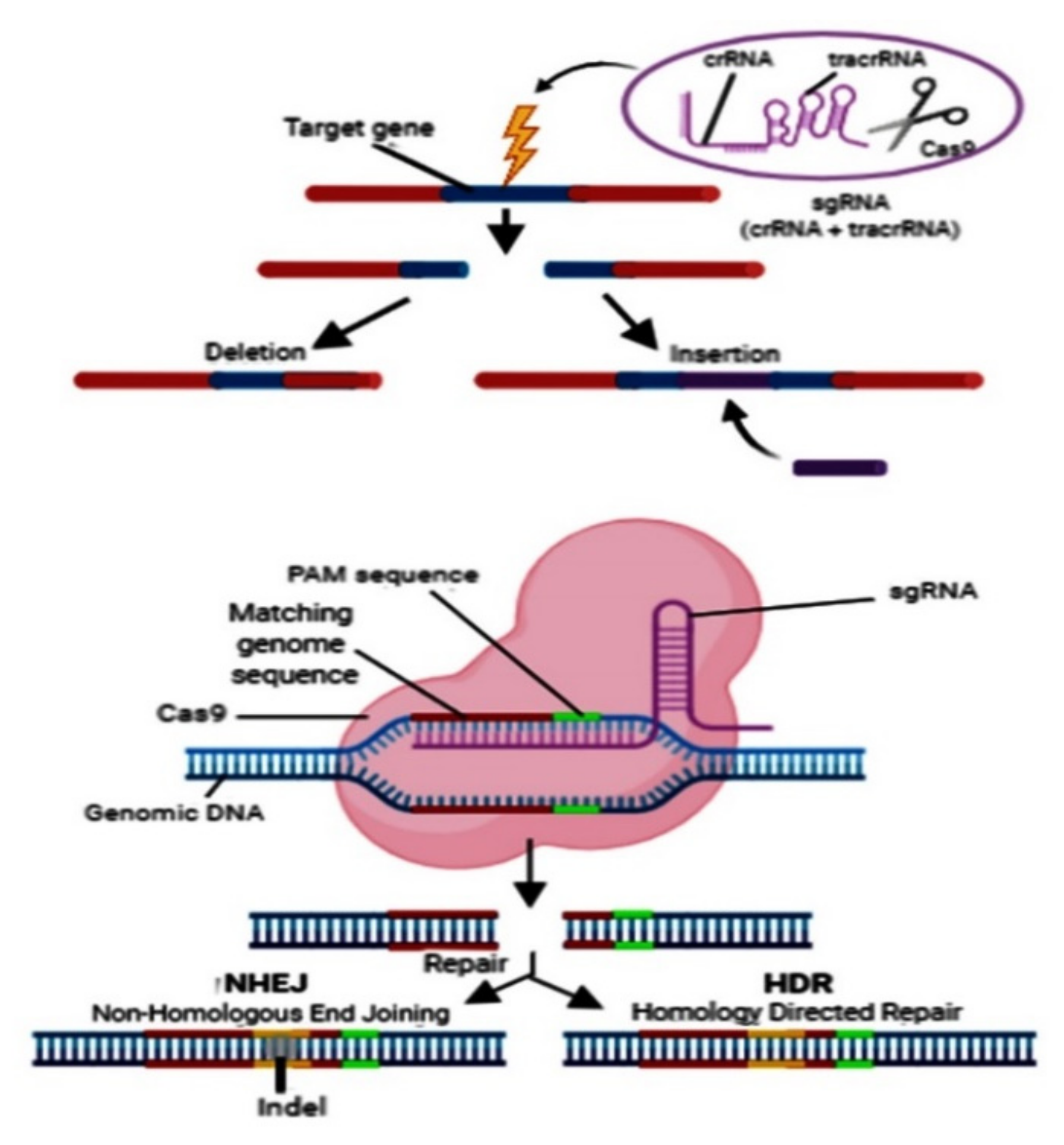 Plants 10 01264 g004