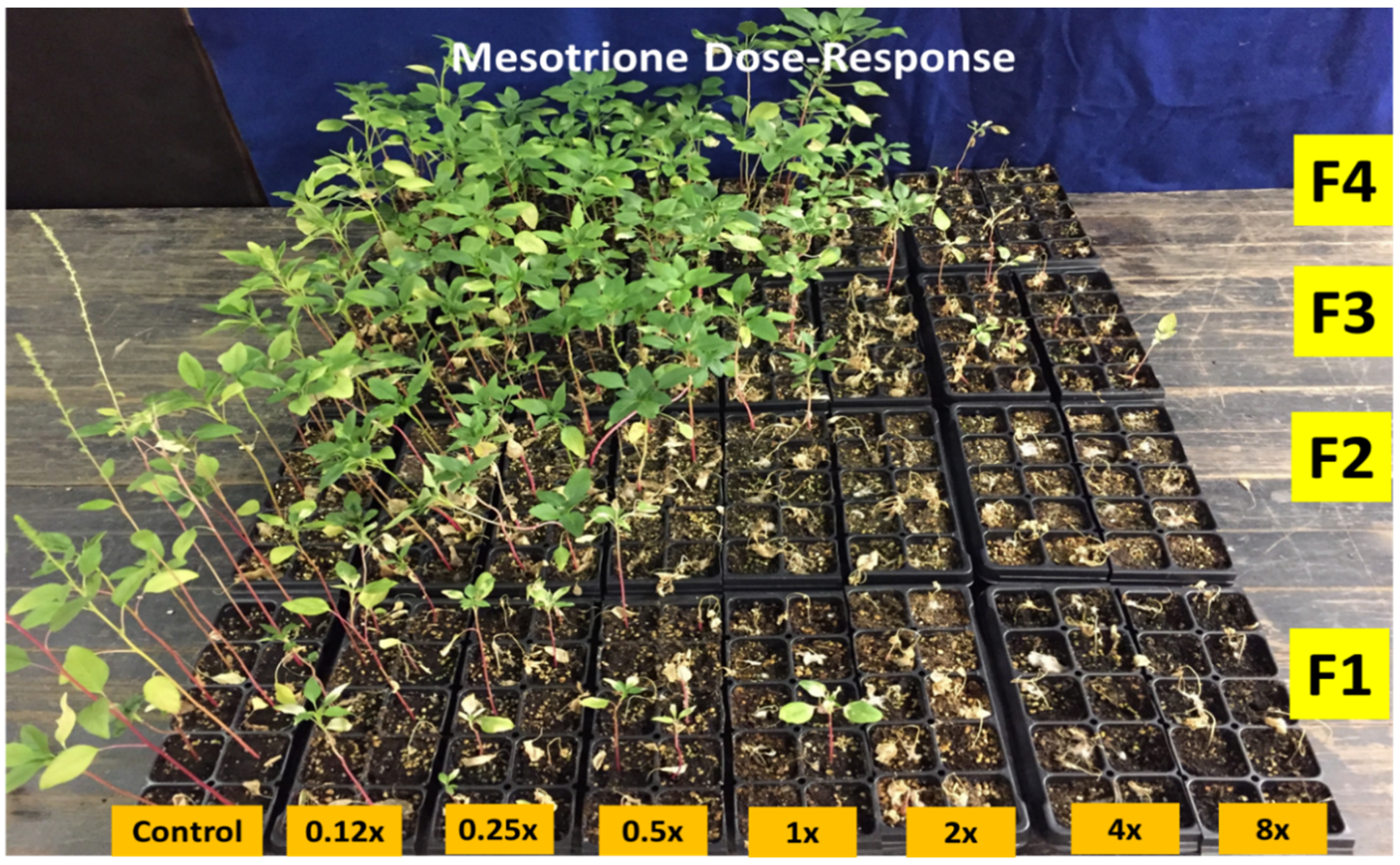 Plants 10 01293 g001