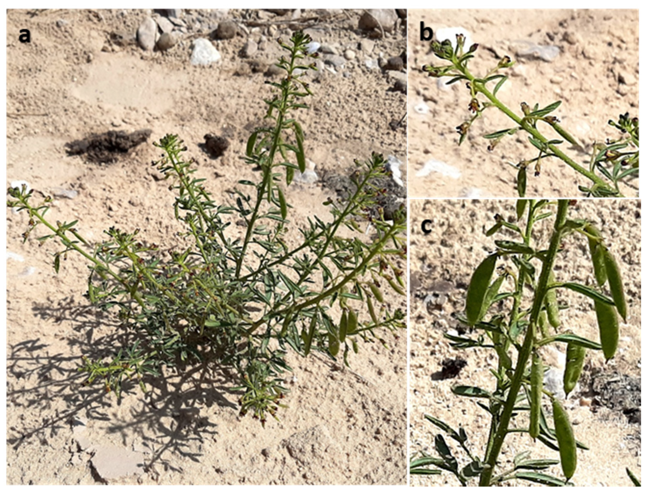 Plants 10 01294 g007