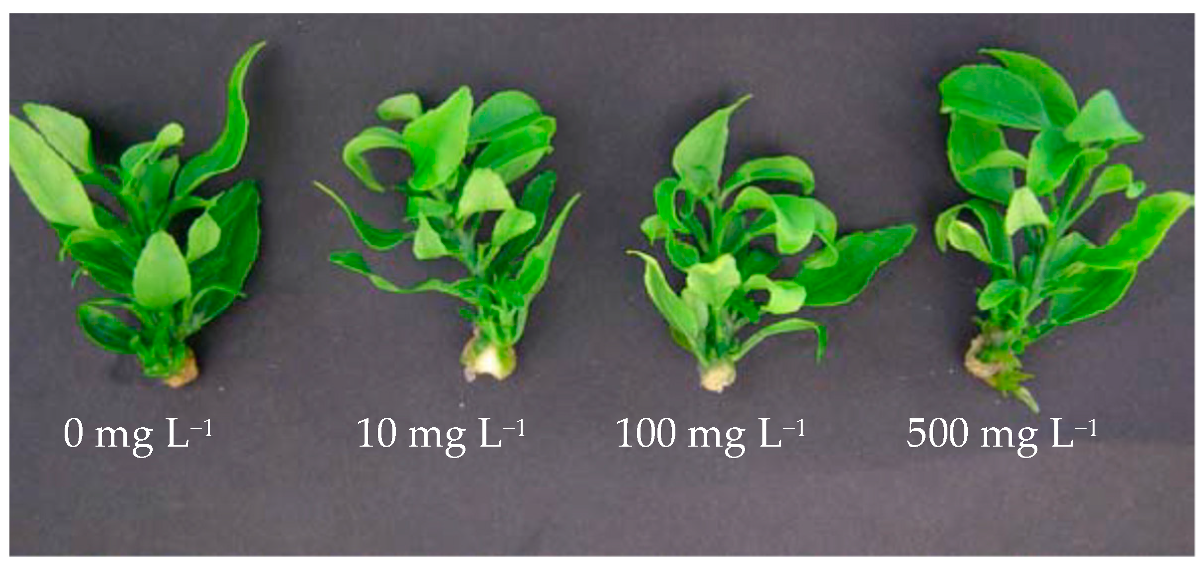 Plants 10 01321 g002 Plants 10 01321 g002