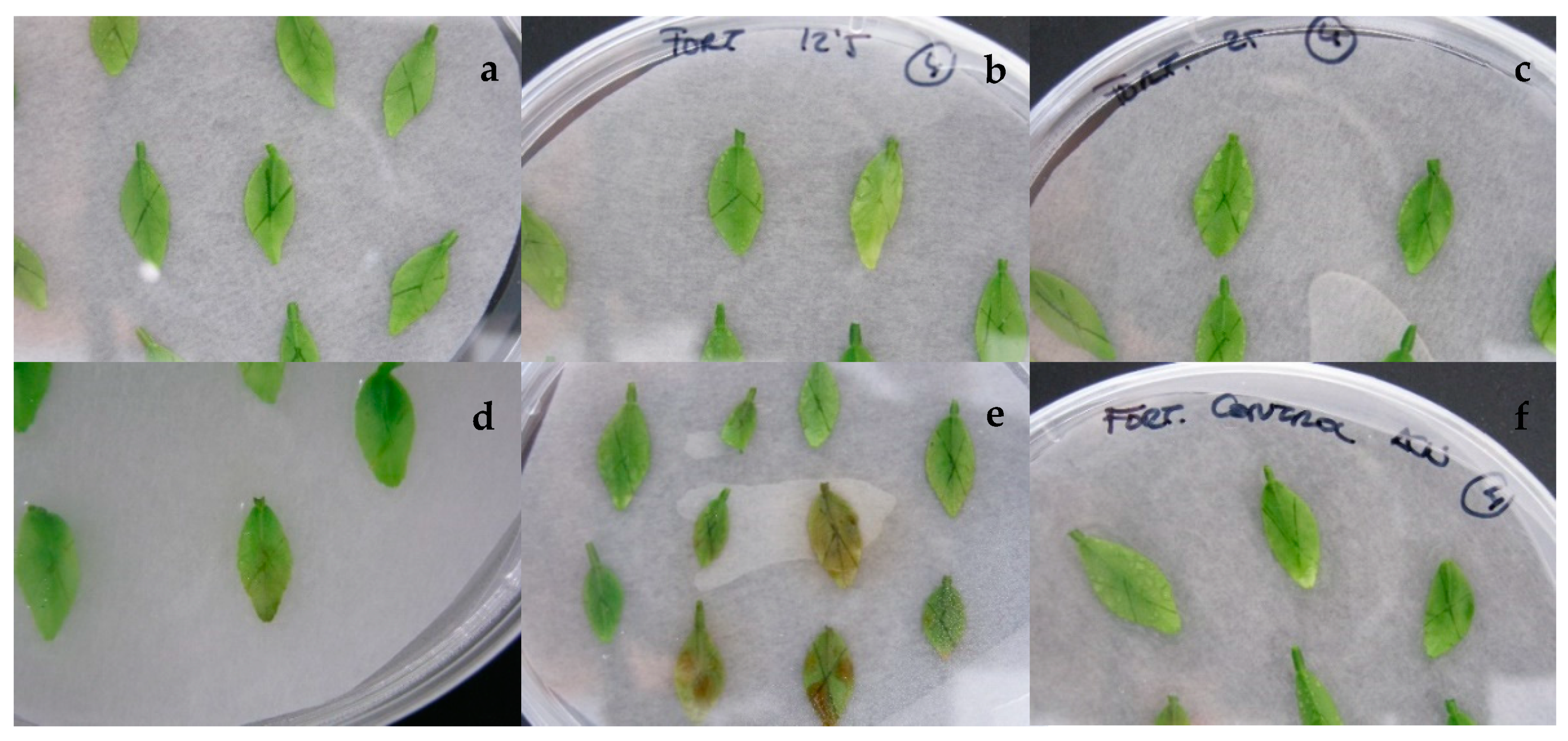 Plants 10 01321 g003 Plants 10 01321 g003