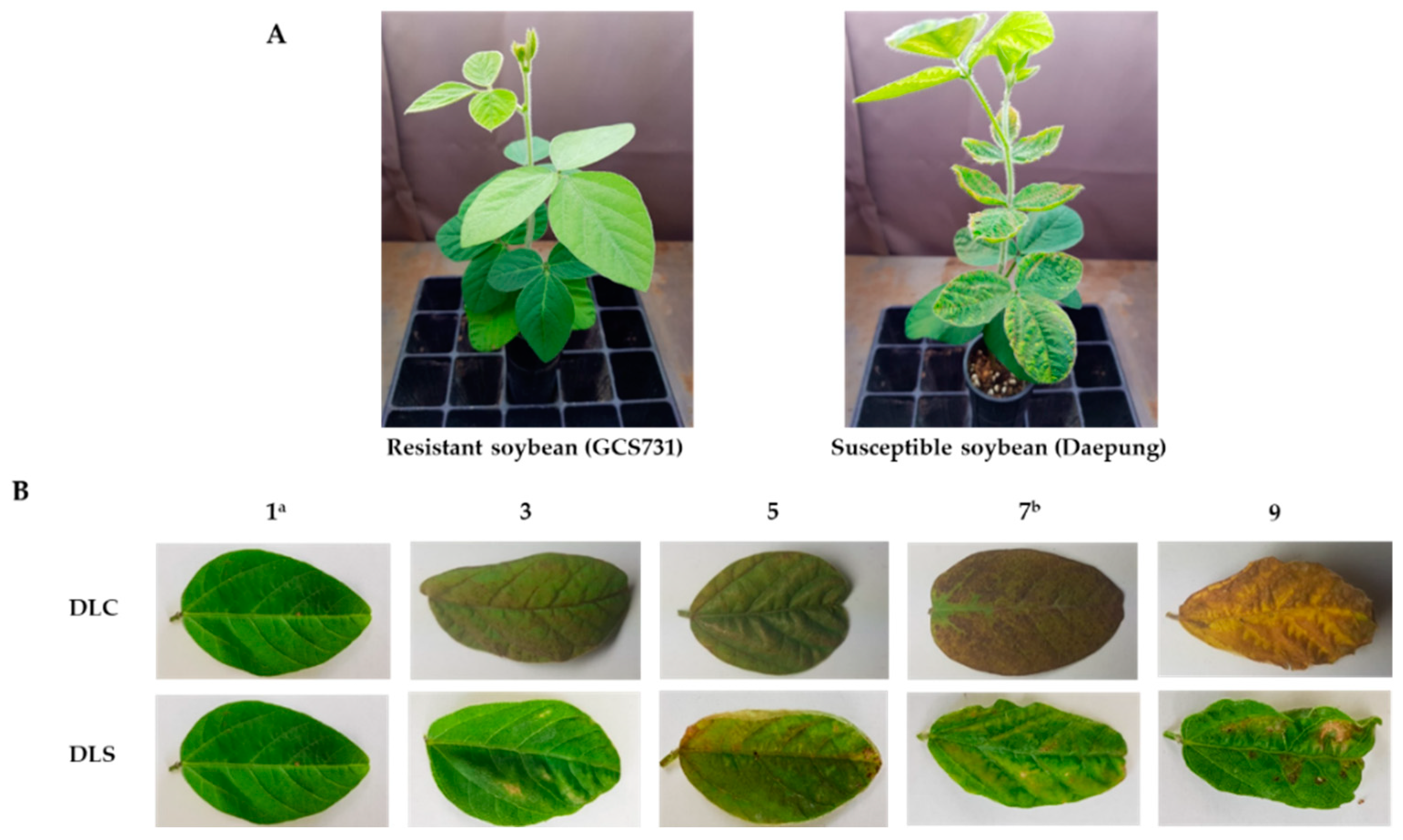 Plants 10 01335 g006 Plants 10 01335 g006