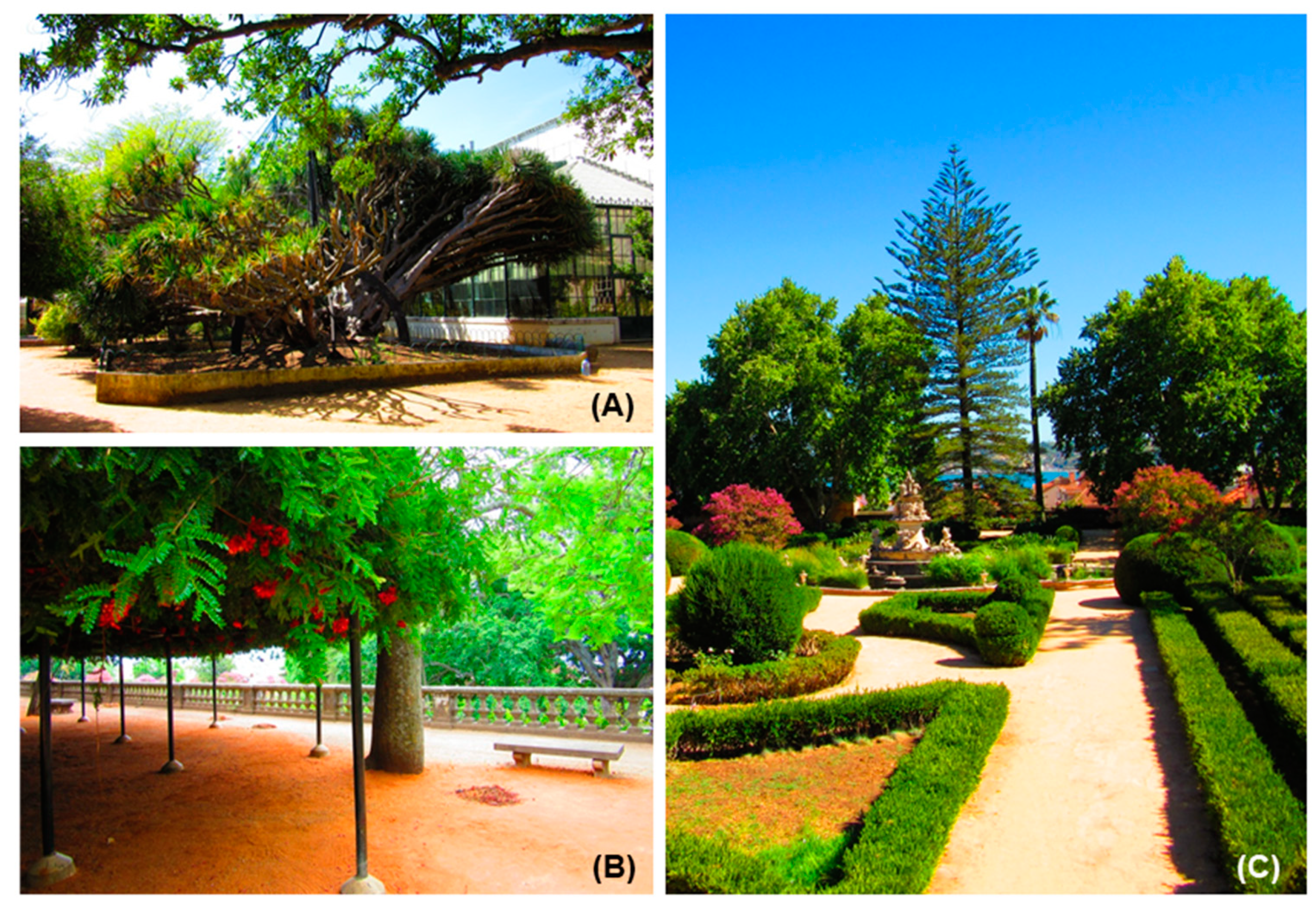 Plants Free Full Text Natural And Historical Heritage Of The Lisbon Botanical Gardens An Integrative Approach With Tree Collections Html