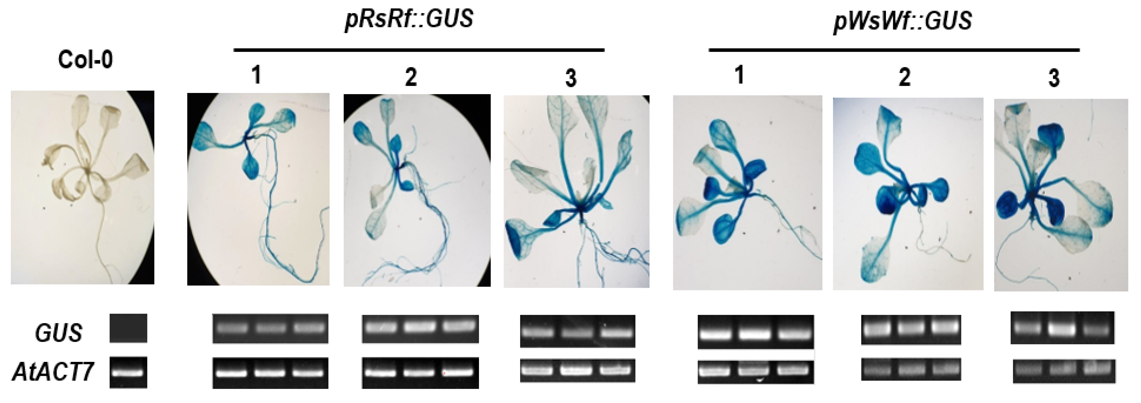 Plants 10 01386 g006