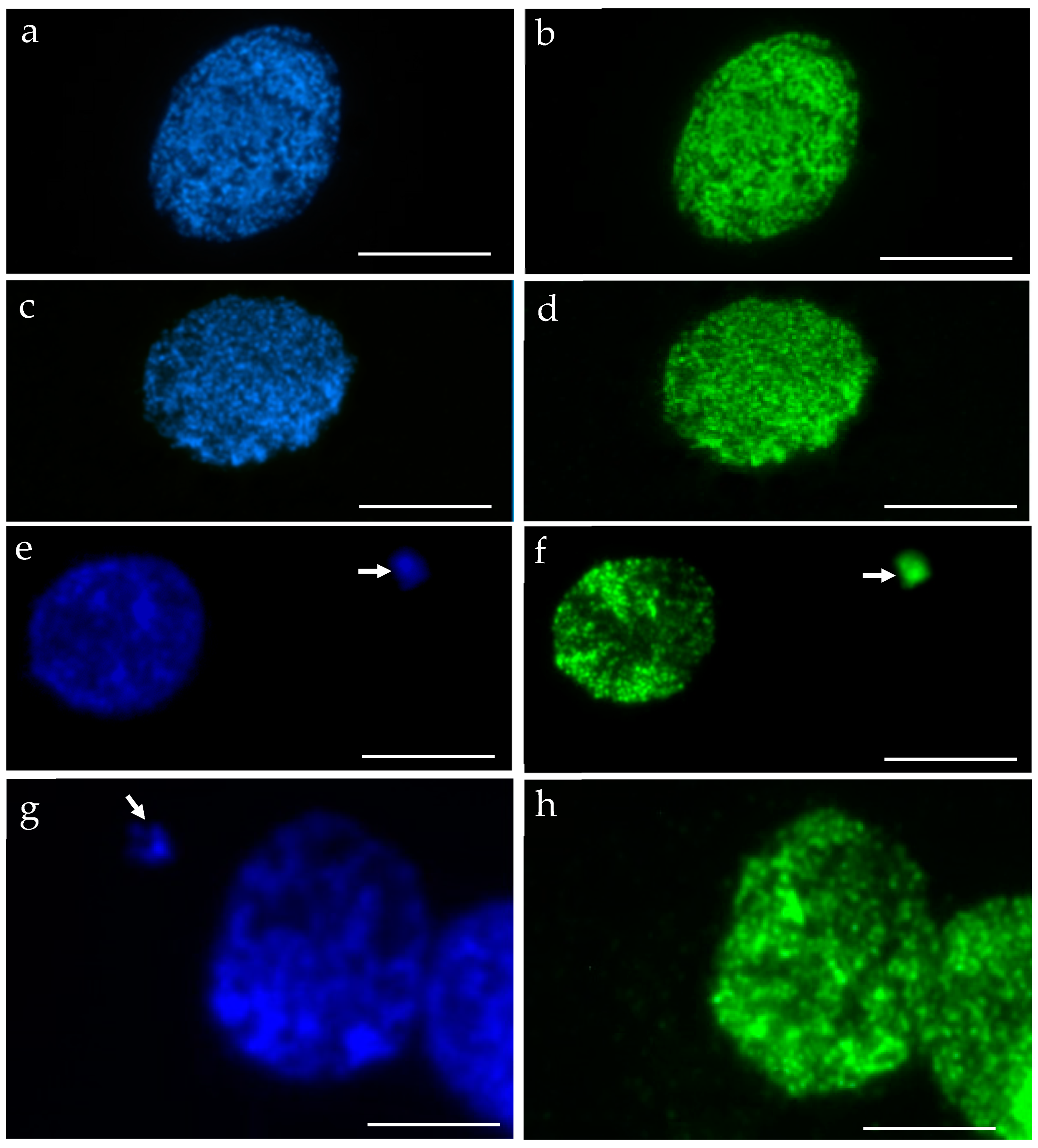 Plants 10 01408 g002 Plants 10 01408 g002
