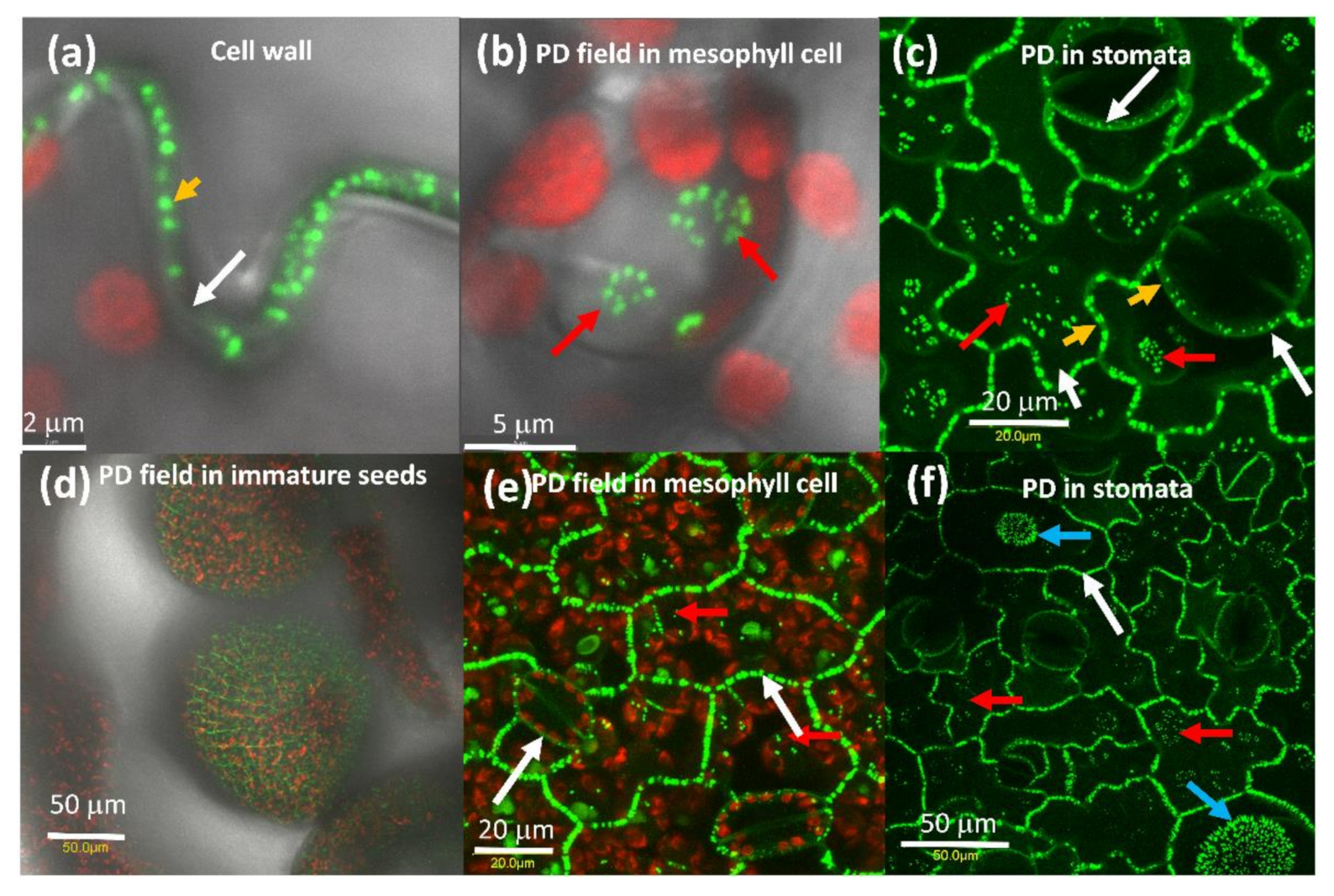 Plants 10 01442 g001