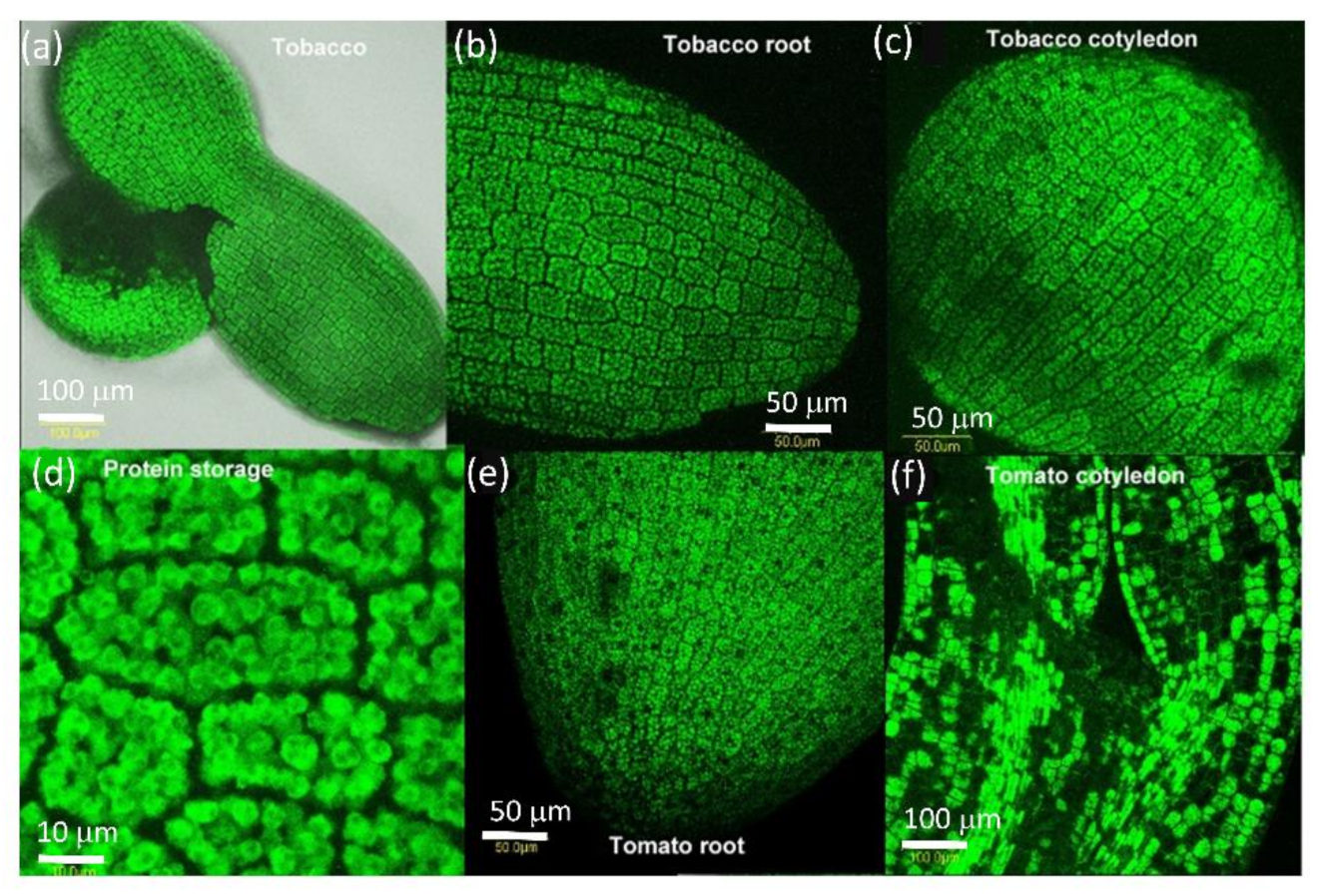 Plants 10 01442 g002