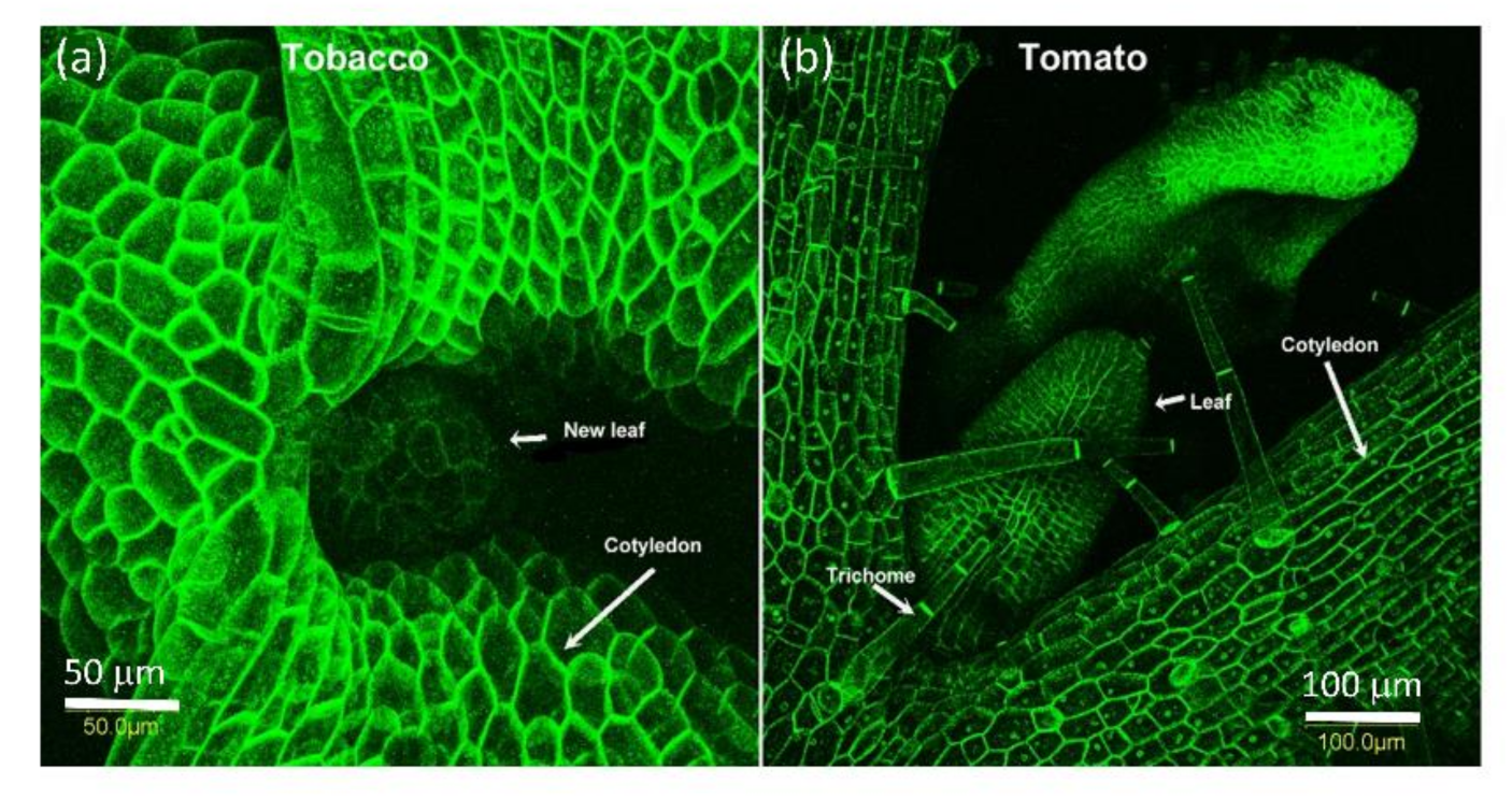 Plants 10 01442 g004