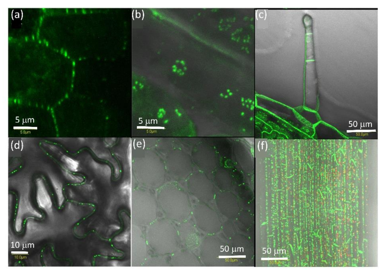 Plants 10 01442 g005