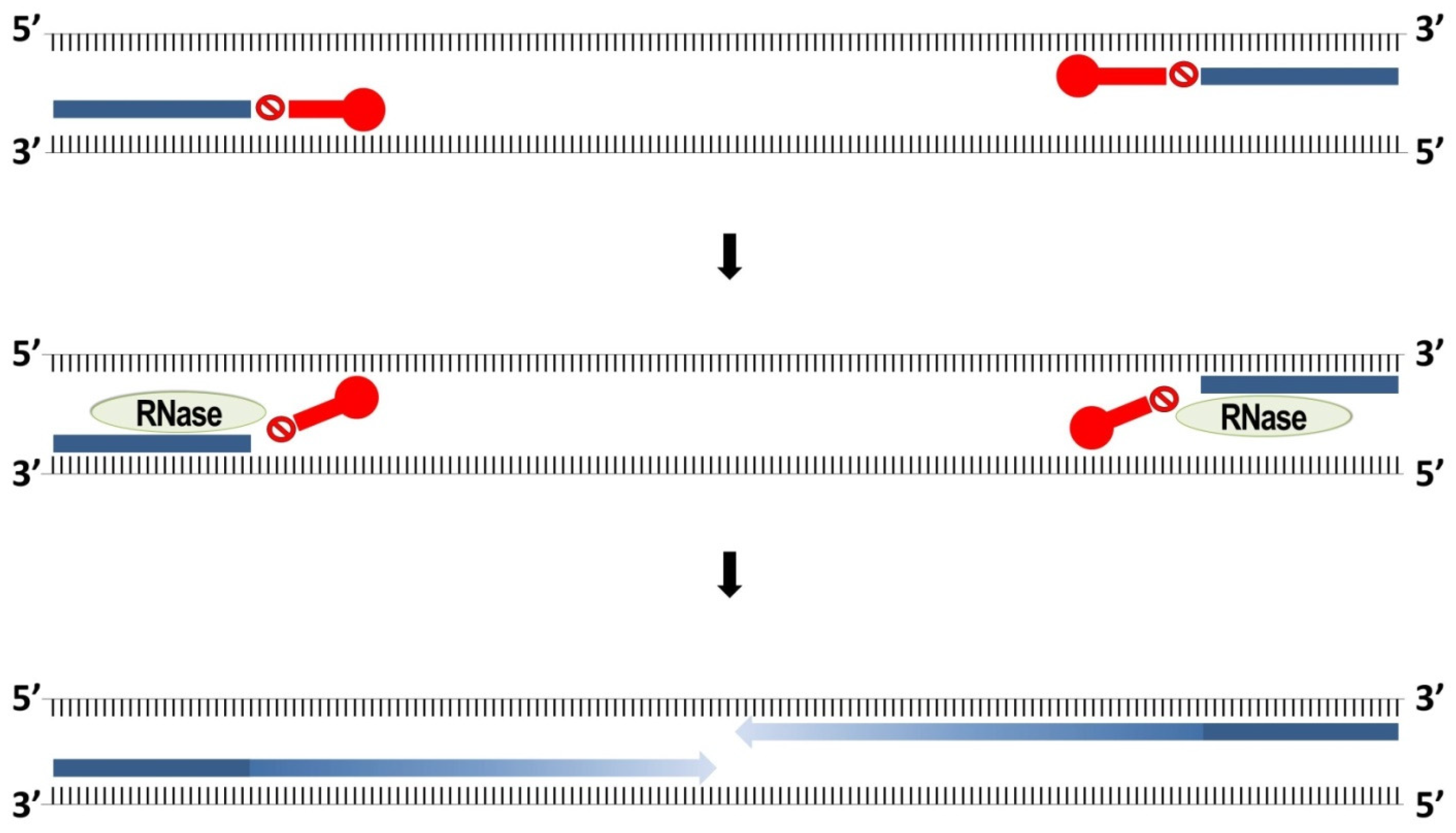 Plants 10 01446 g004 Plants 10 01446 g004