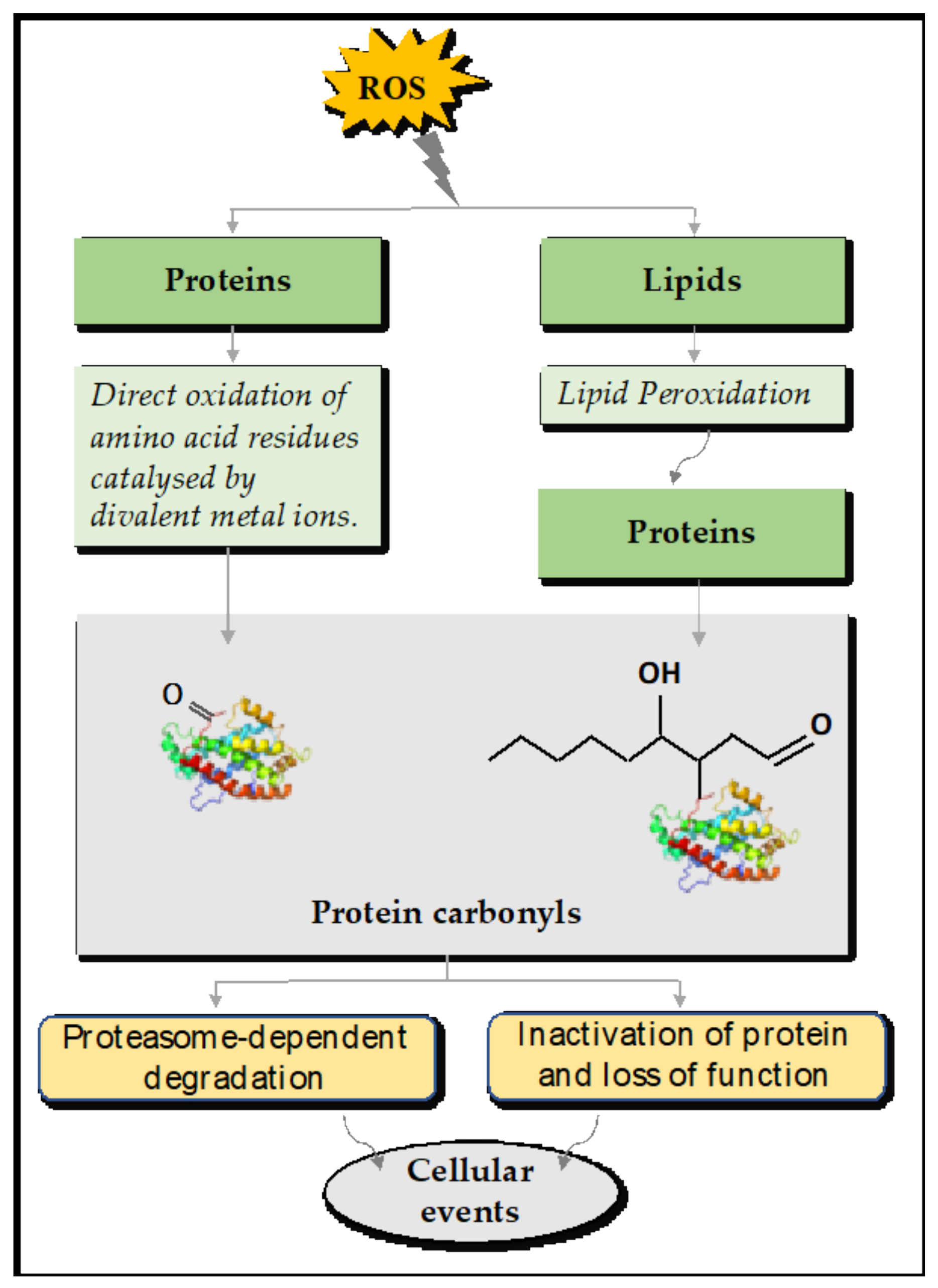 protein carbonyl
