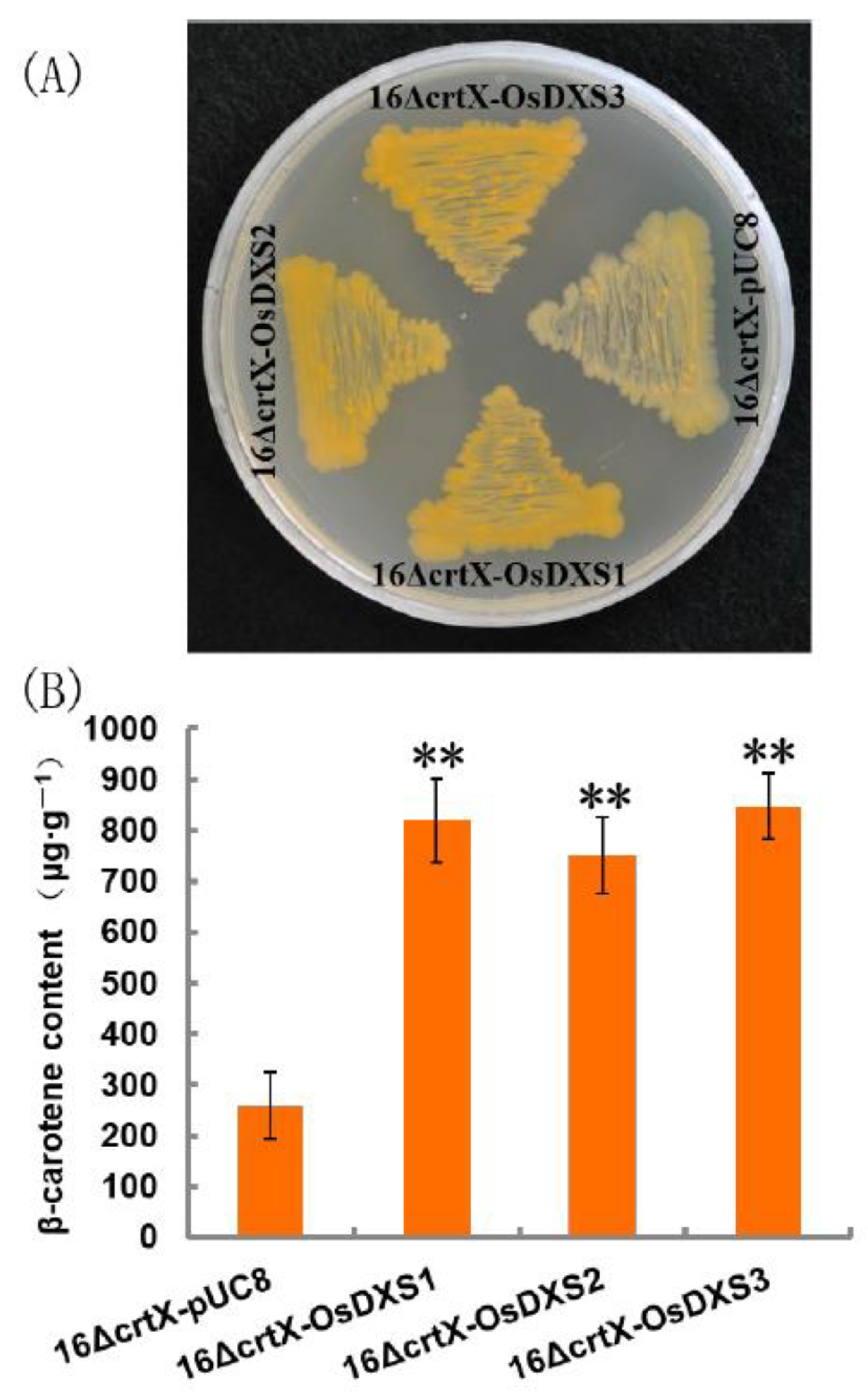 Plants 10 01456 g002