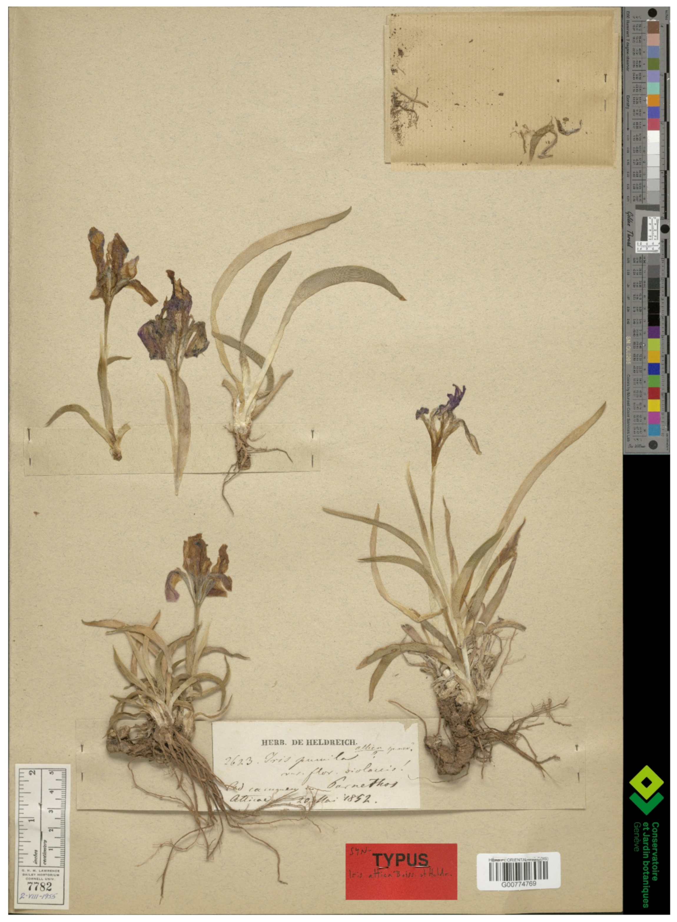 Iridaceae, Description, Major Genera and Species, & Facts