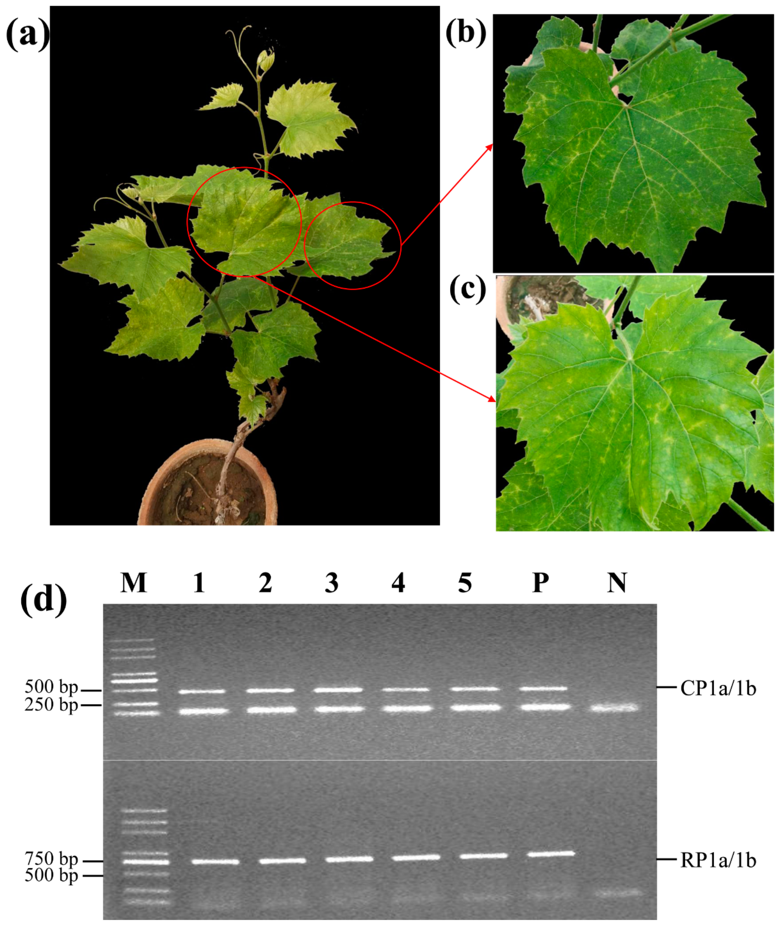Plants 10 01487 g003