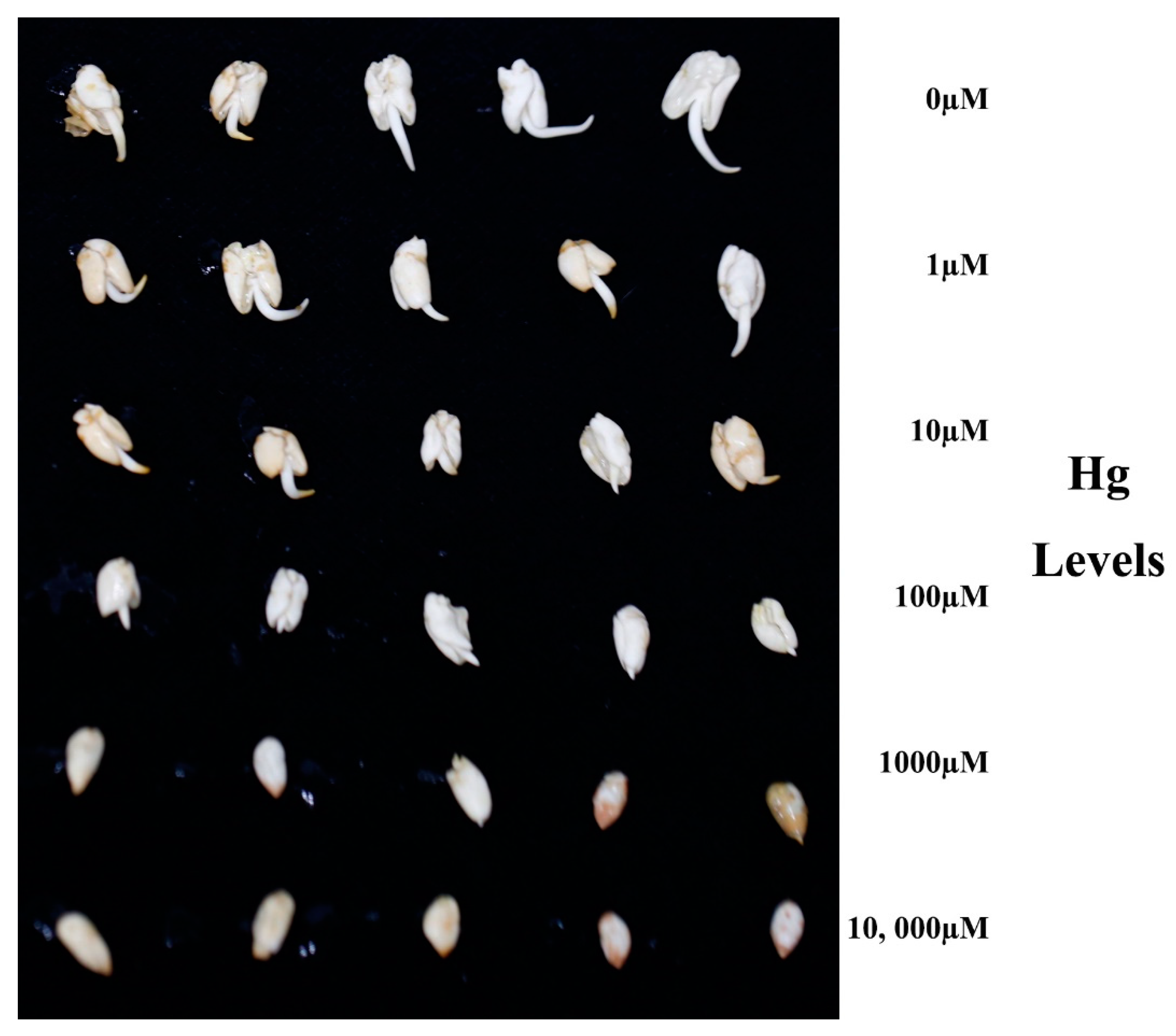Plants 10 01494 g001 Plants 10 01494 g001