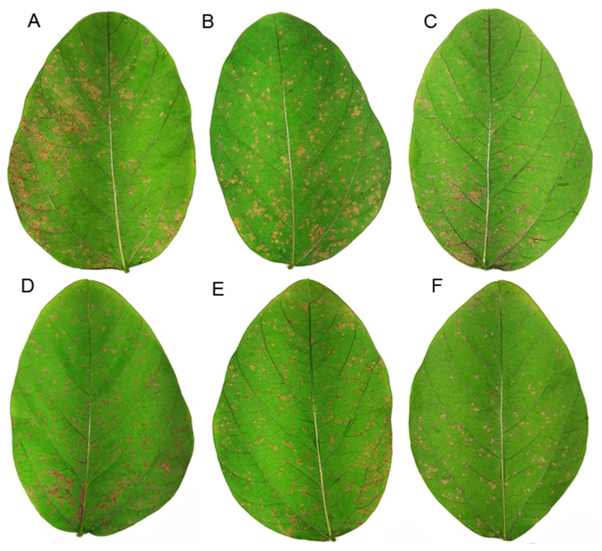 Plants 10 01495 g005 Plants 10 01495 g005