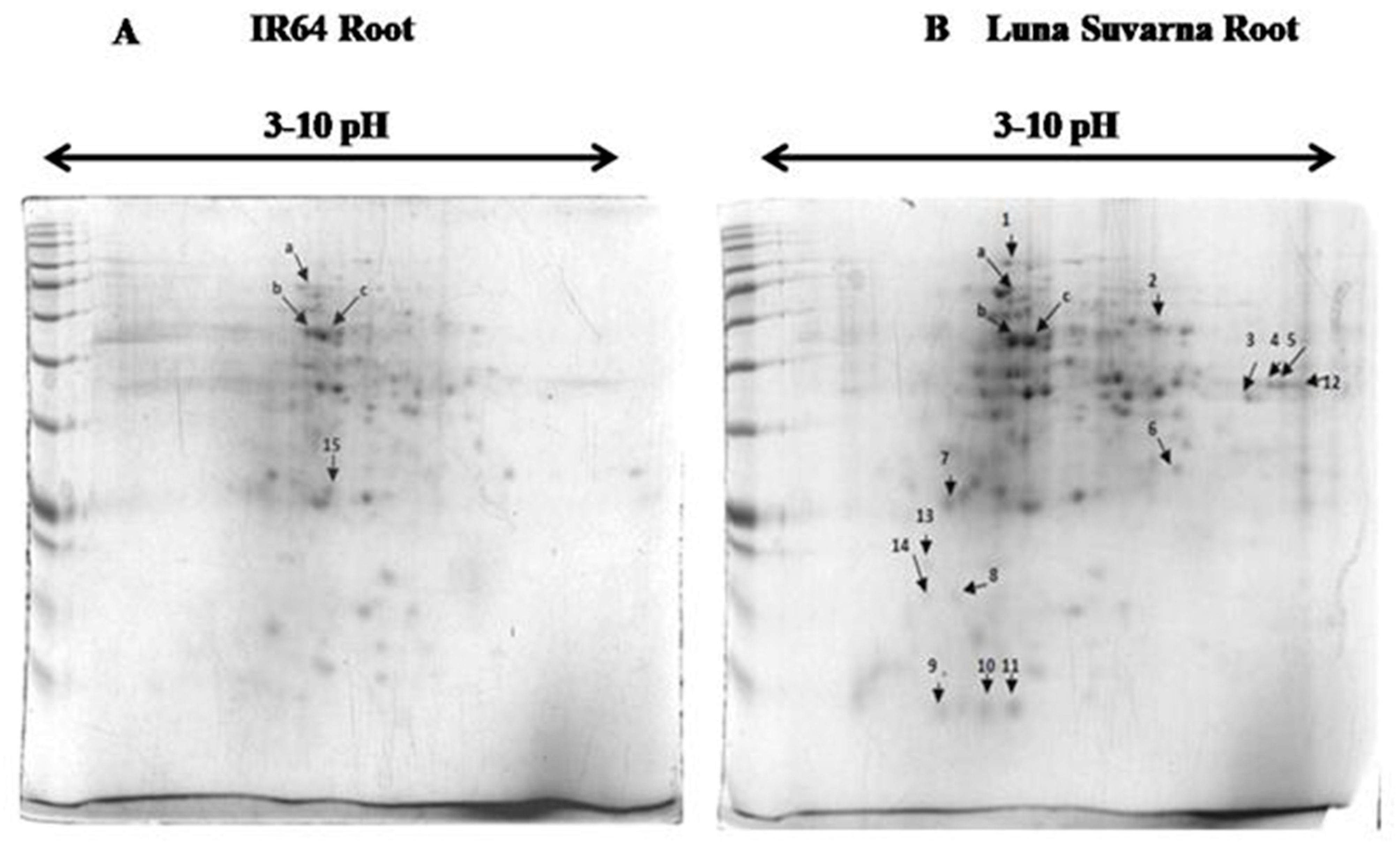 Plants 10 01544 g003