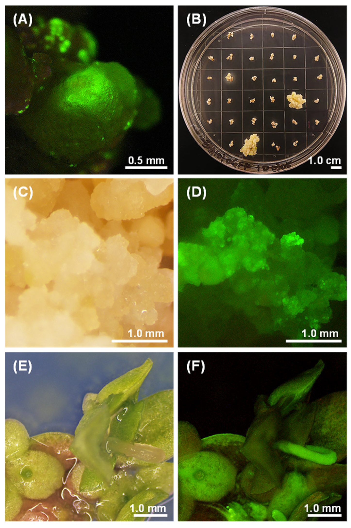 Plants 10 01576 g003
