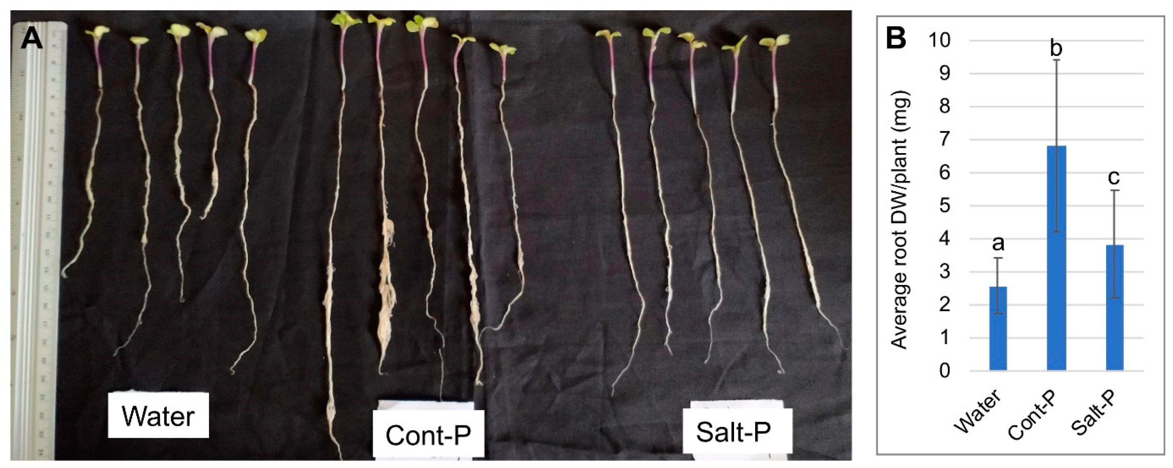 Plants 10 01627 g006