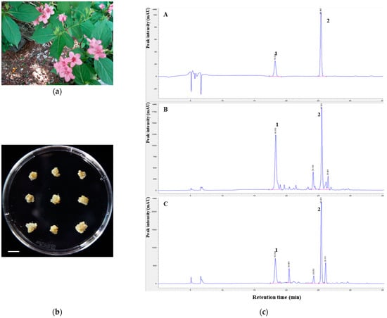 Plants | Free Full-Text | Anti-Inflammatory Effects of Weigela