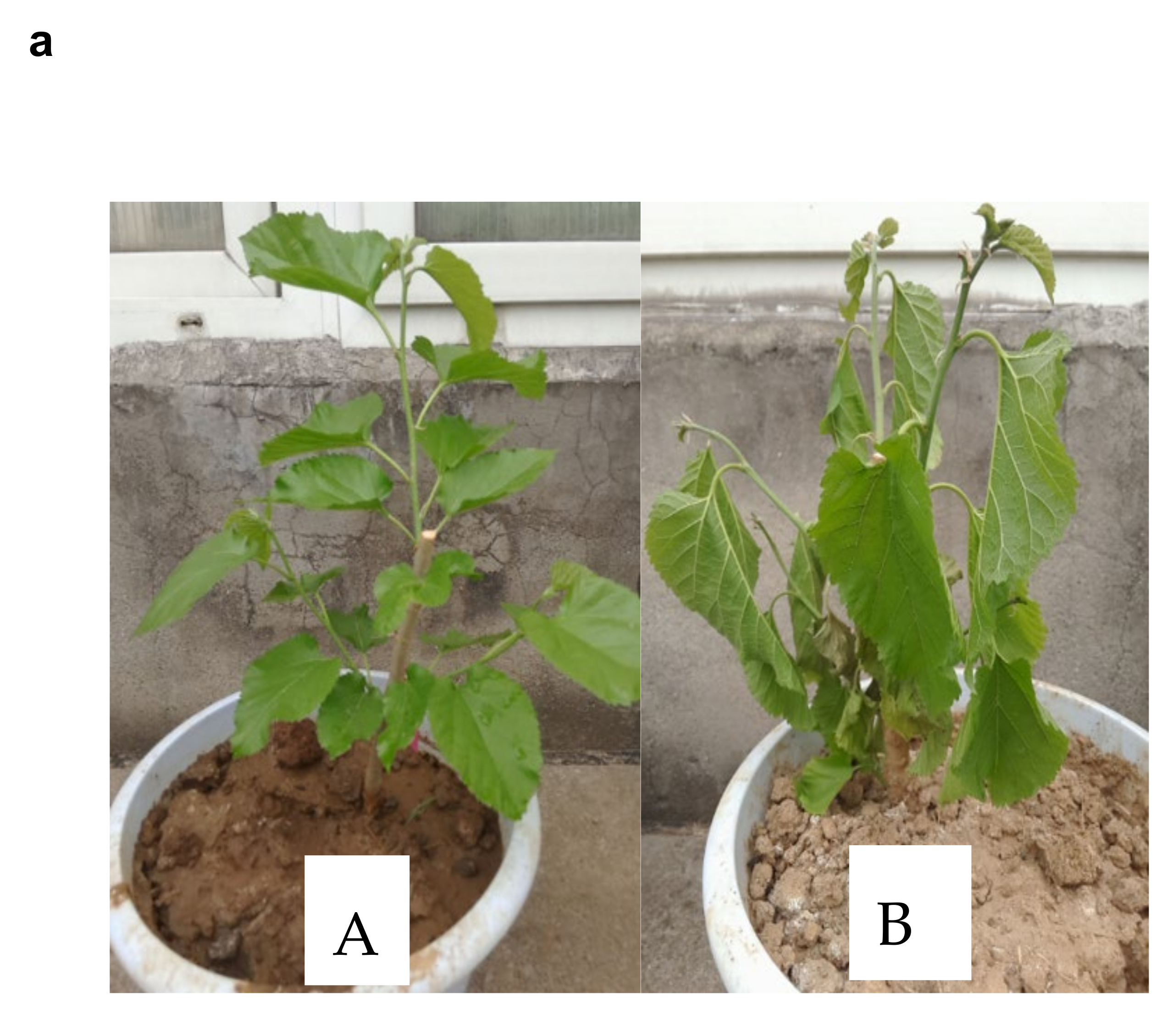 Plants 10 01636 g001a Plants 10 01636 g001a