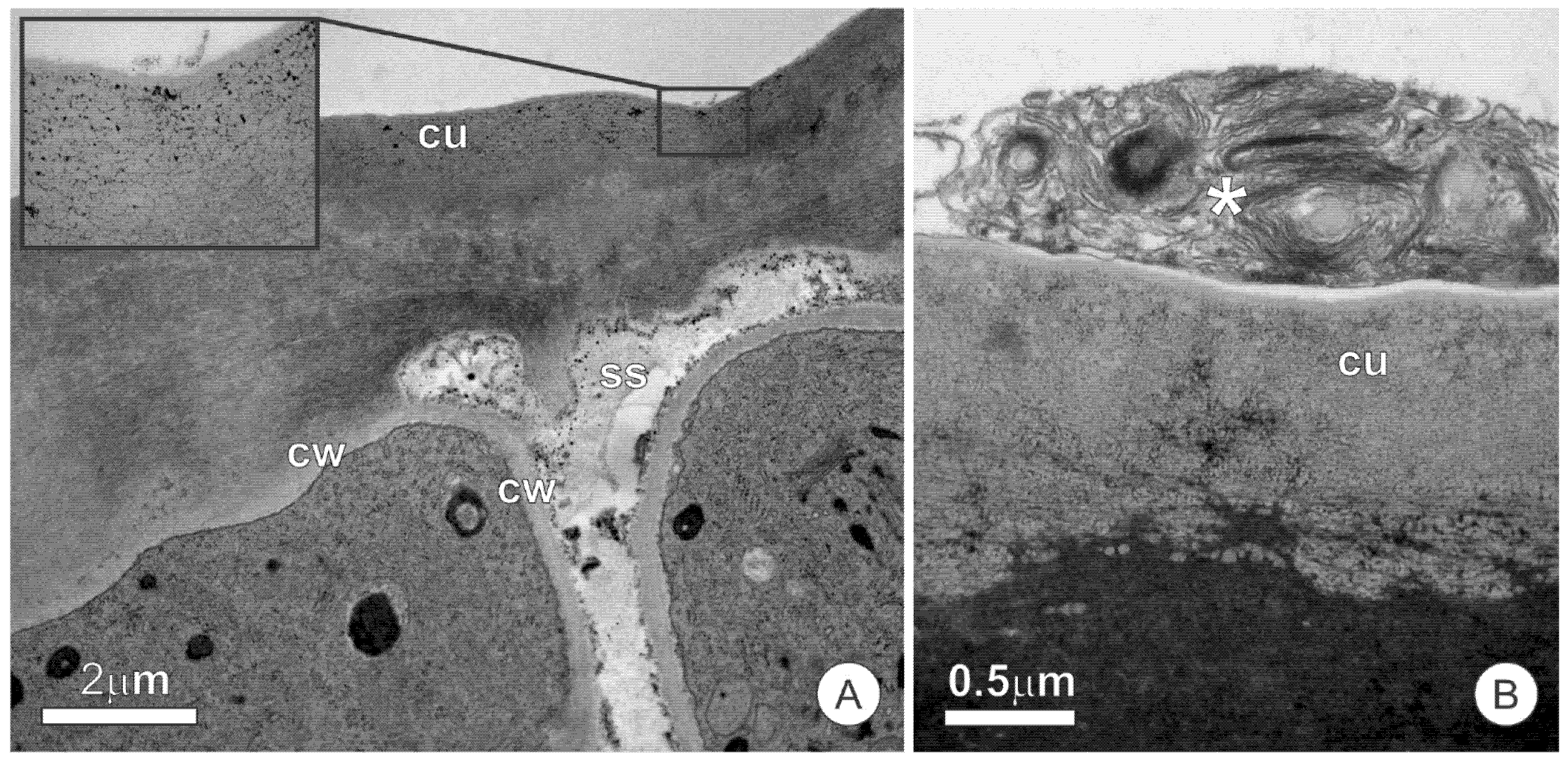 Plants 10 01680 g003 Plants 10 01680 g003