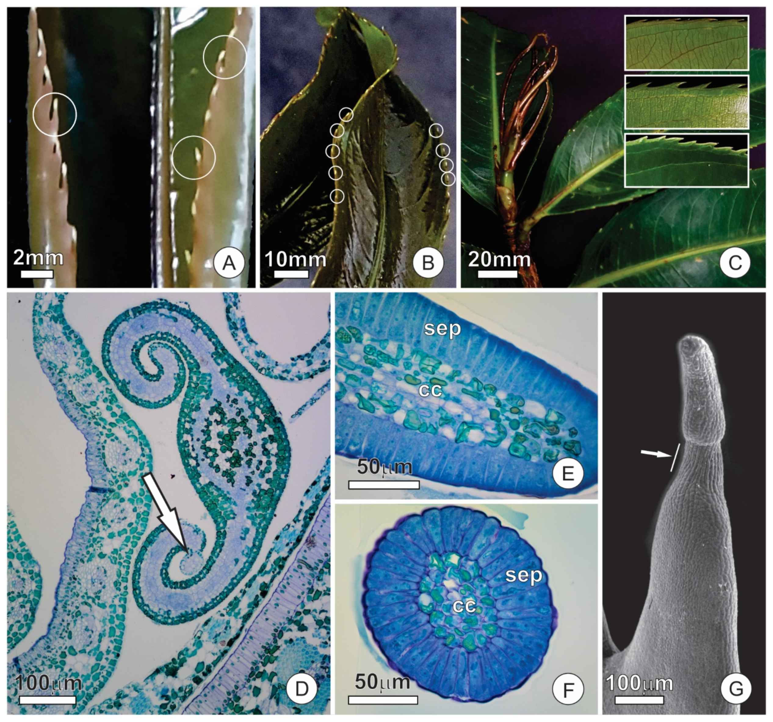 Plants 10 01680 g004 Plants 10 01680 g004