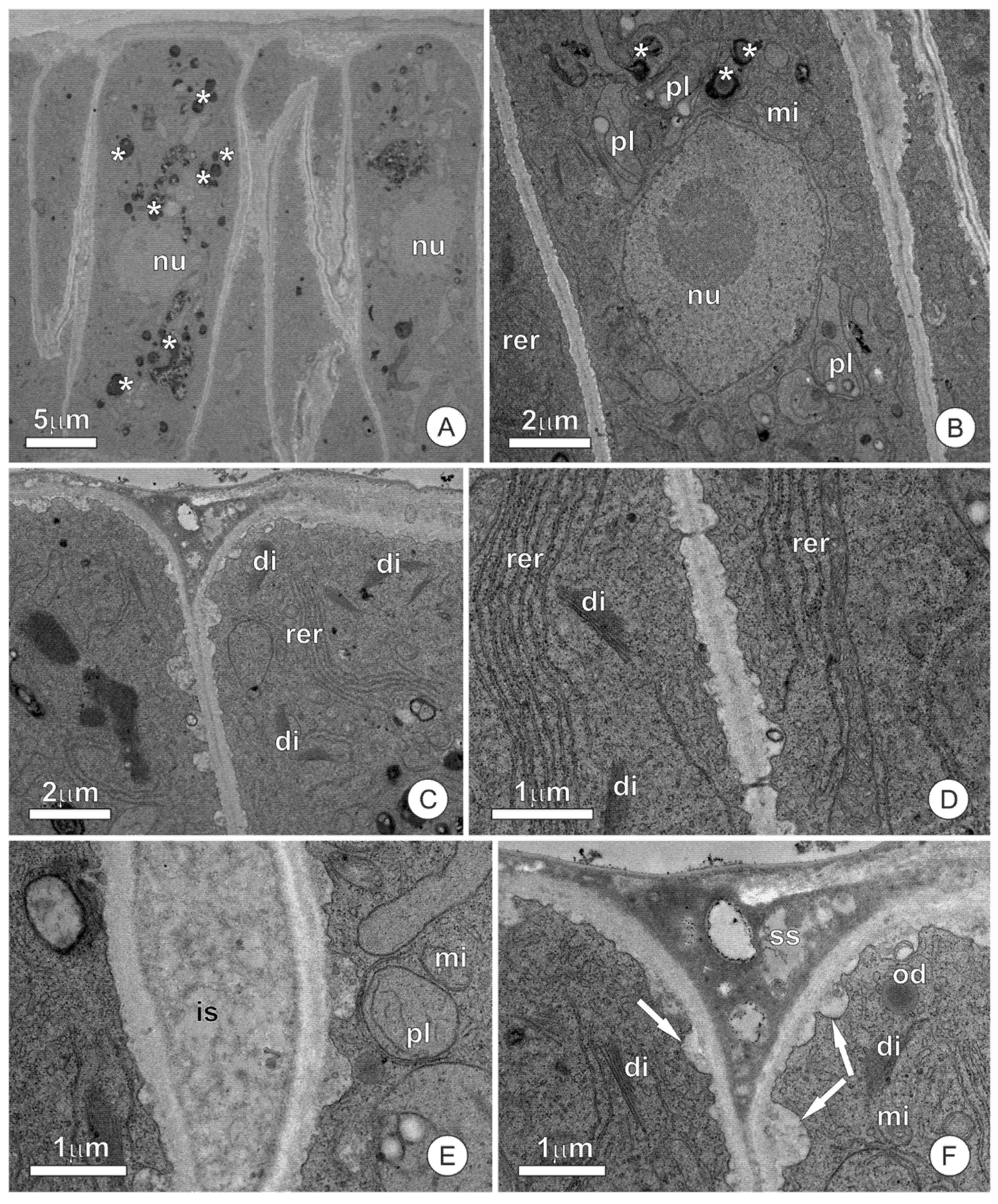 Plants 10 01680 g005 Plants 10 01680 g005