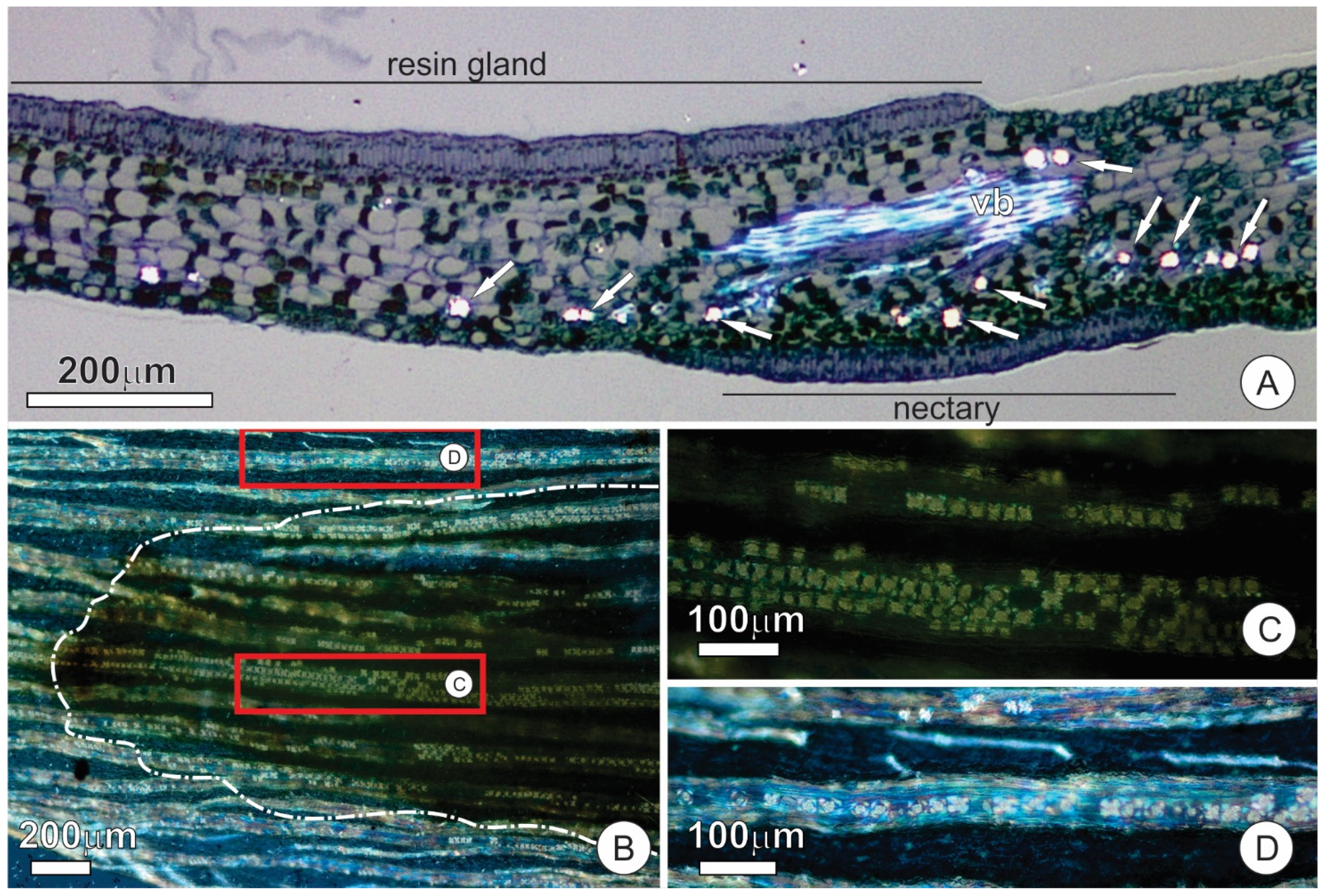 Plants 10 01680 g007 Plants 10 01680 g007