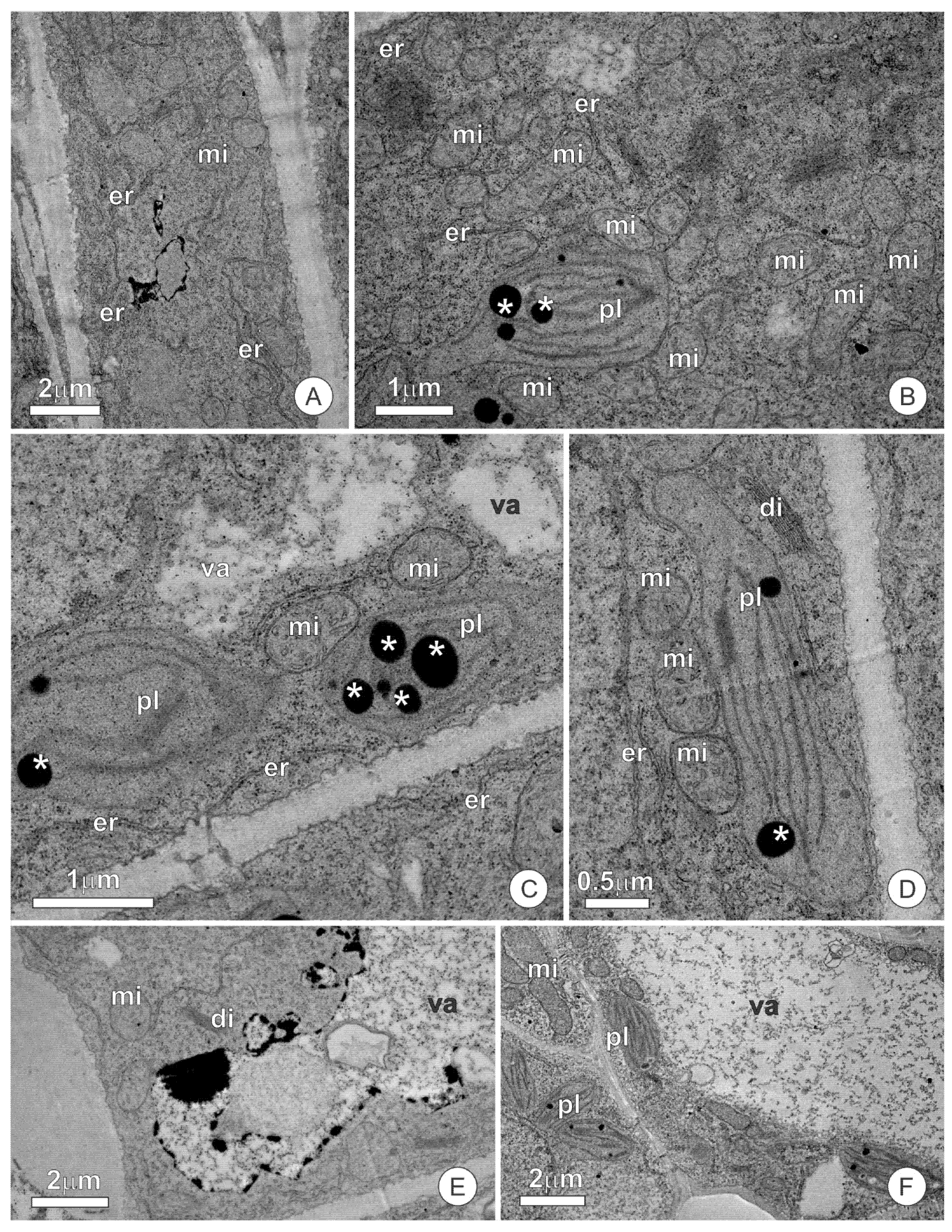 Plants 10 01680 g008 Plants 10 01680 g008