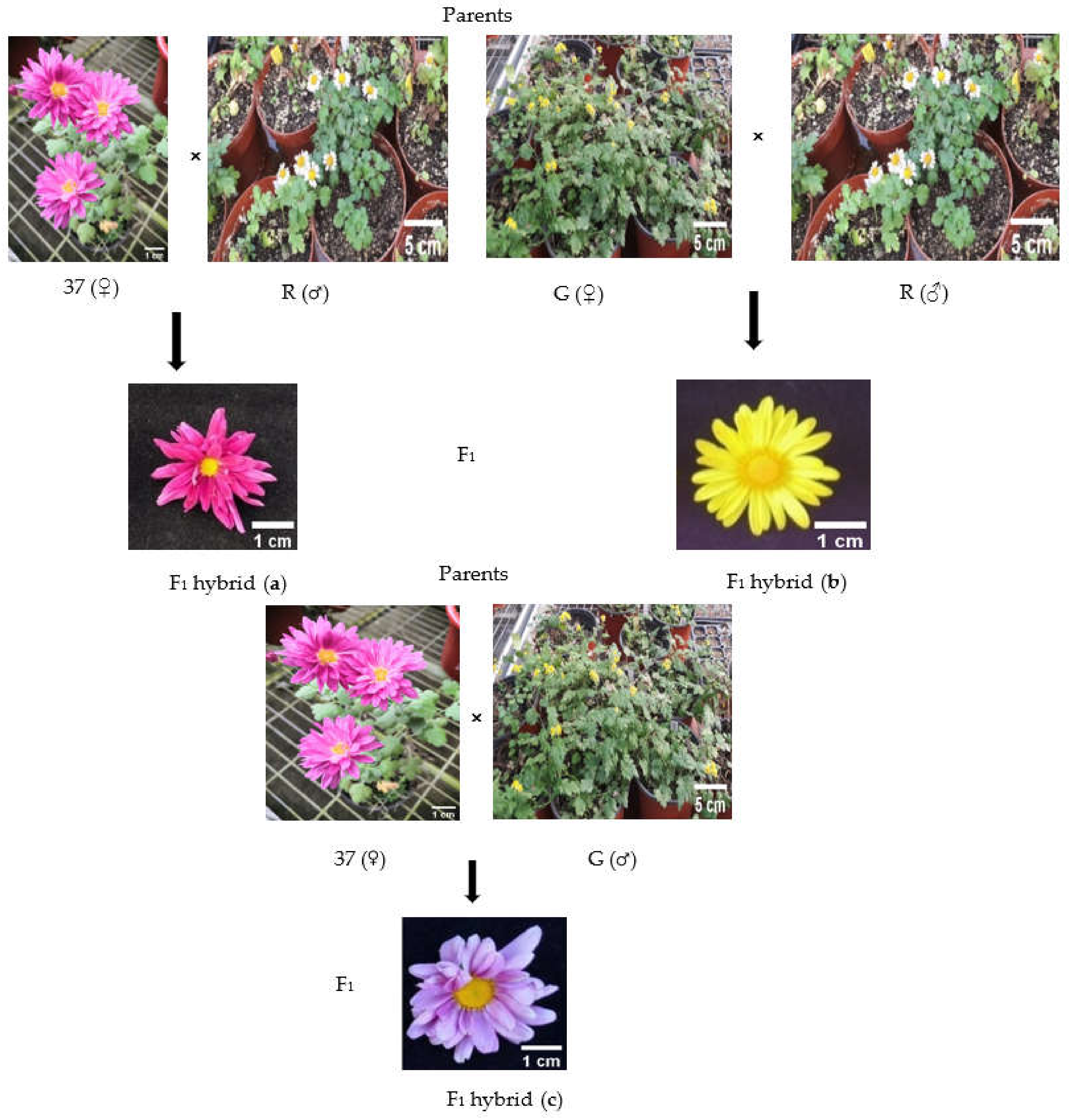 Plants 10 01681 g004 Plants 10 01681 g004