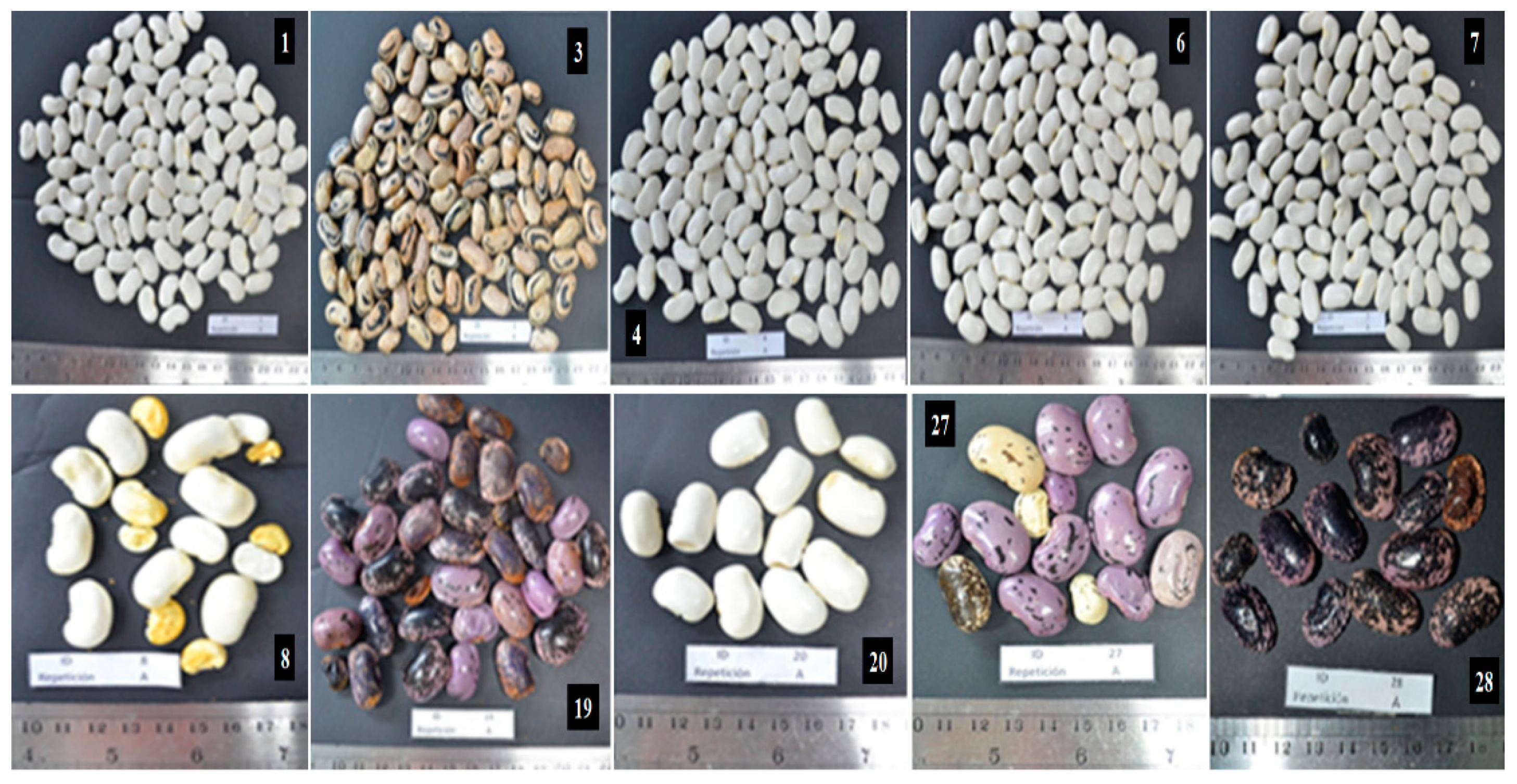 Plants 10 01688 g002 Plants 10 01688 g002