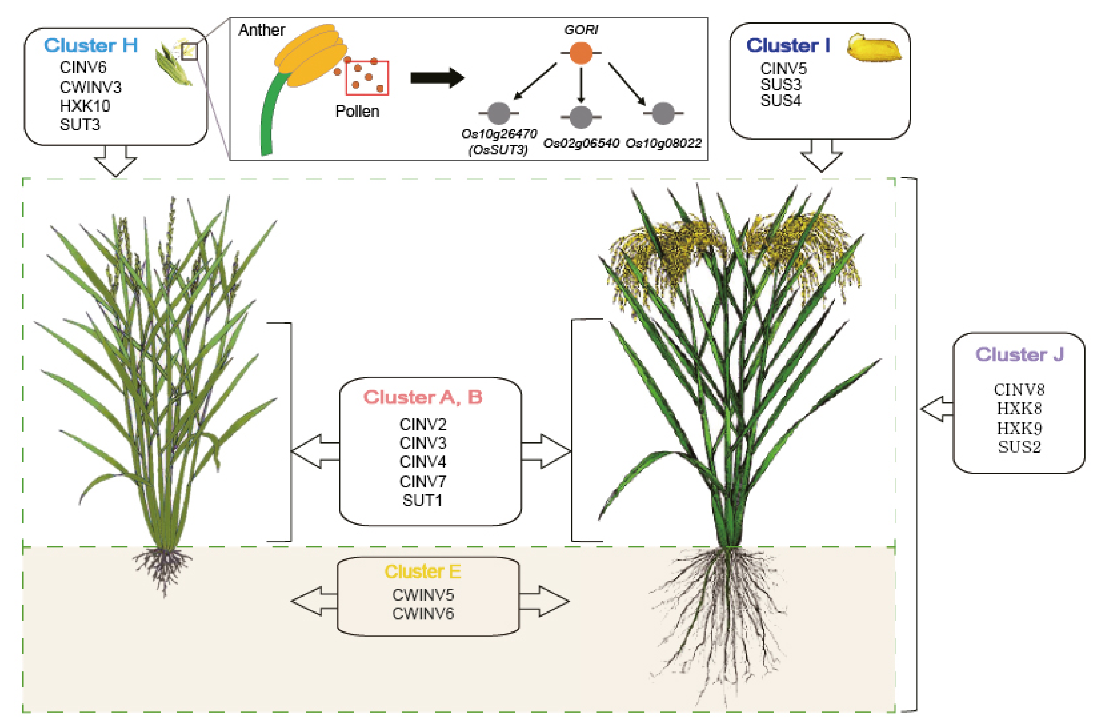Plants 10 01690 g005 Plants 10 01690 g005